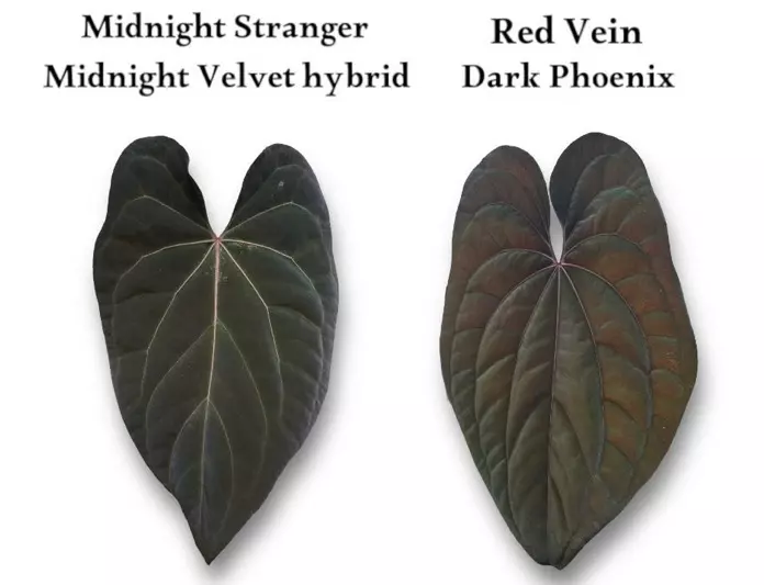 plant/NP15 Midnight Stranger X RVDP-4