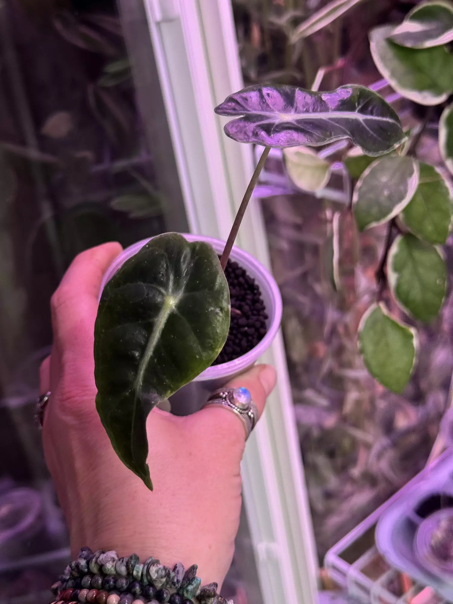 plant/Alocasia Amazonica sport starter rooted in Fluval-0