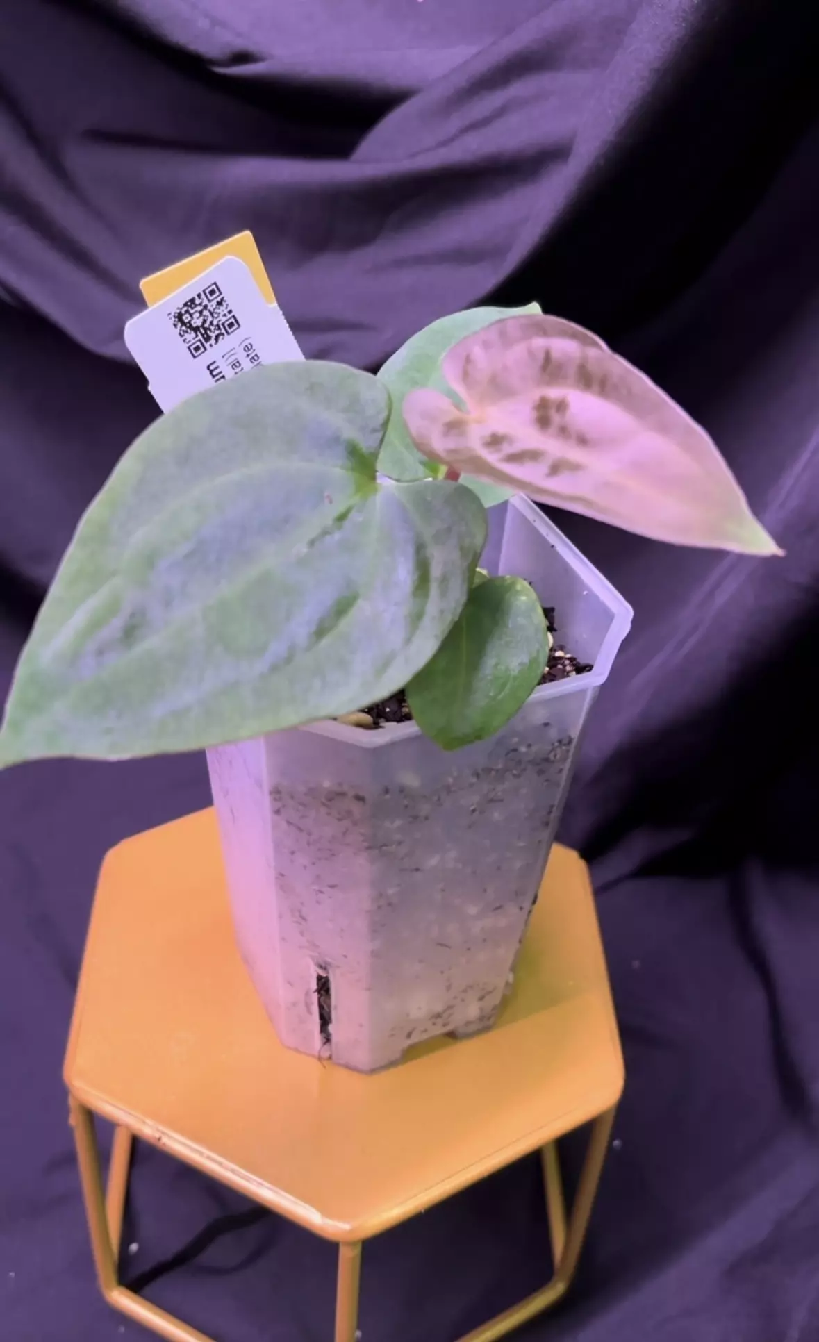 plant/NP11 [BVEP x (Avium x Crystal)] X (RA5 x Hot Chocolate) select-1