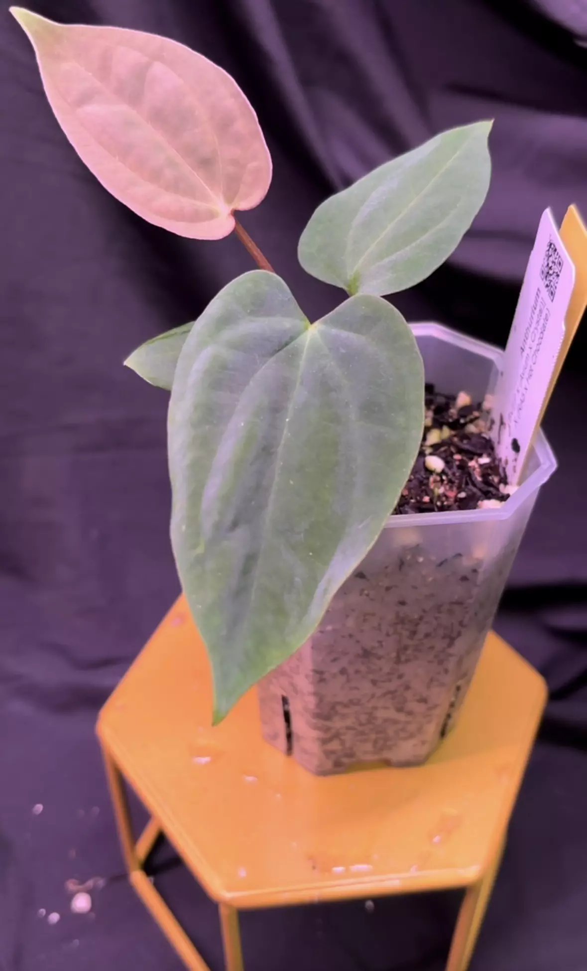 plant/NP16 [BVEP x (Avium x Crystal)] X (RA5 x Hot Chocolate)-0