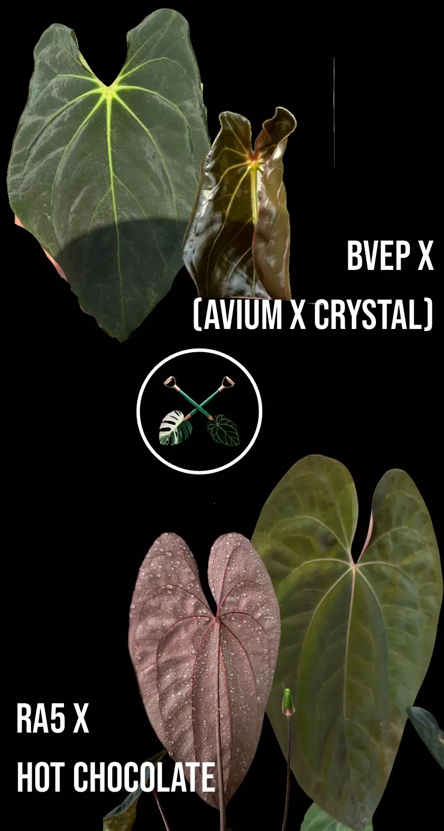 plant/NP16 [BVEP x (Avium x Crystal)] X (RA5 x Hot Chocolate)-3
