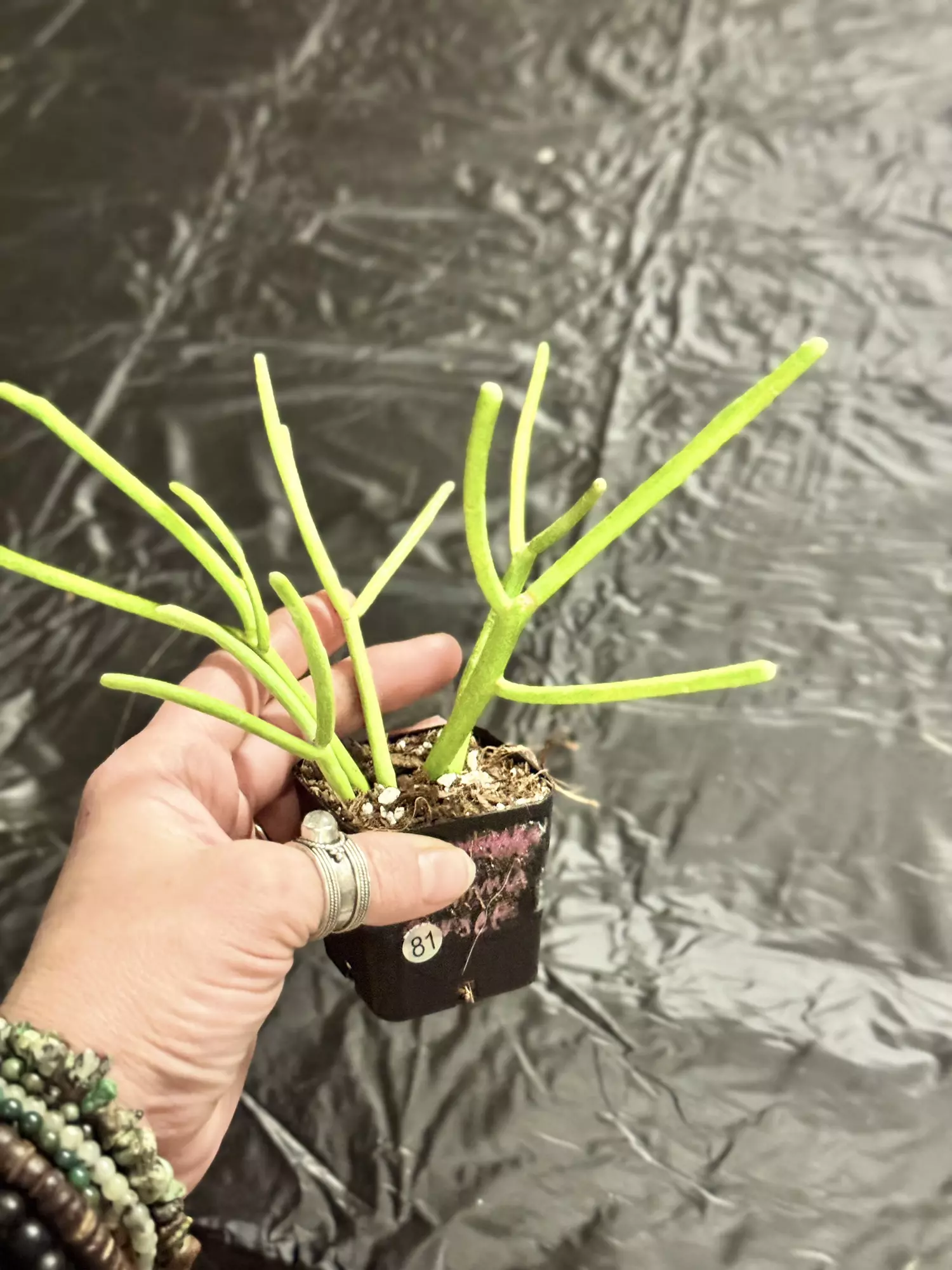 plant/81-Euphorbia Firesticks x4 unrooted cuttings in soil-0