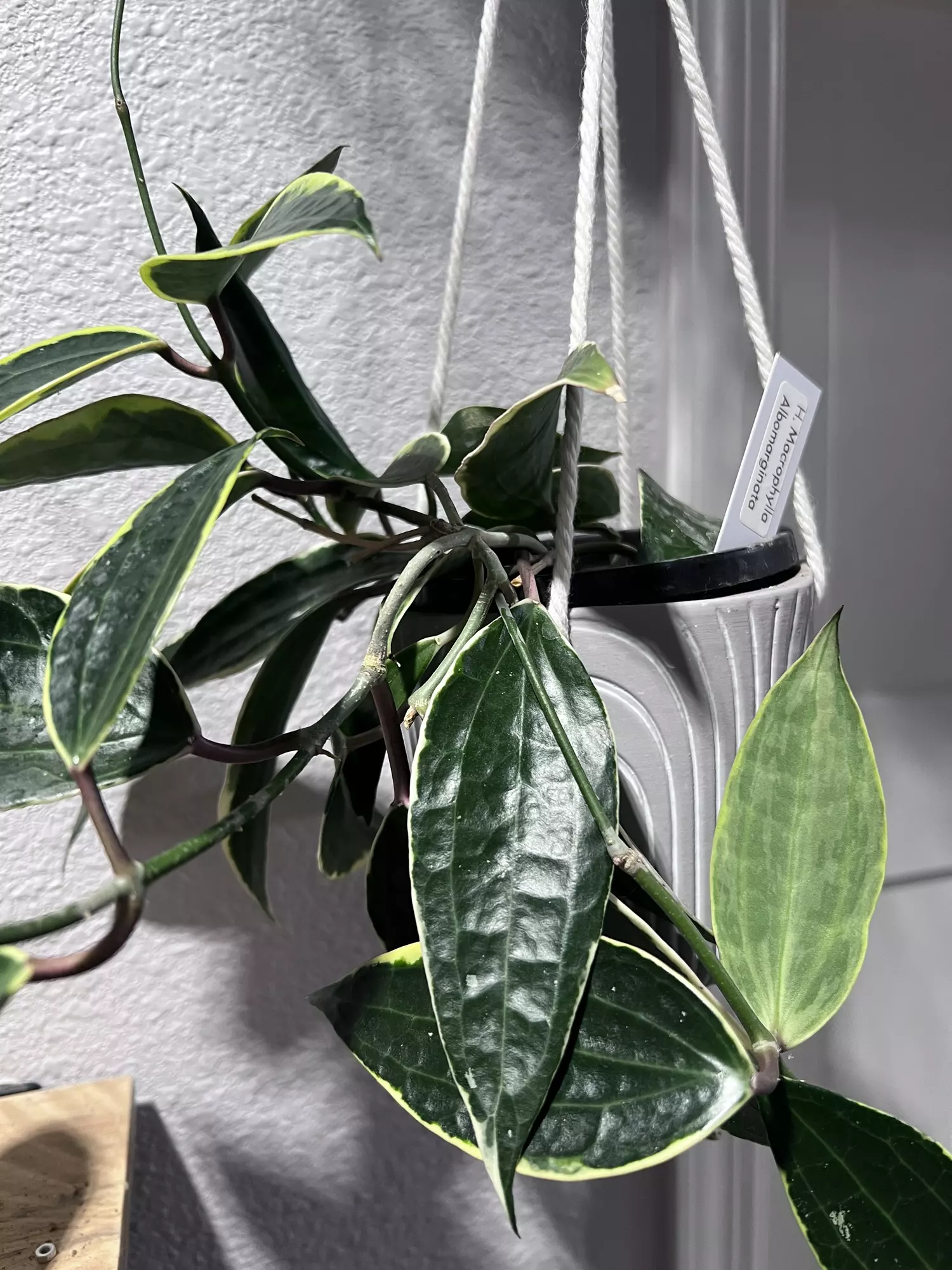 plant/Latifolia Albo Marginata-0