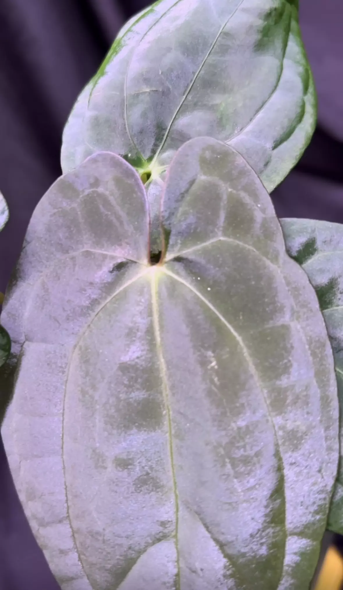 plant/NP19 AUS Dark Phoenix X RVDP-0