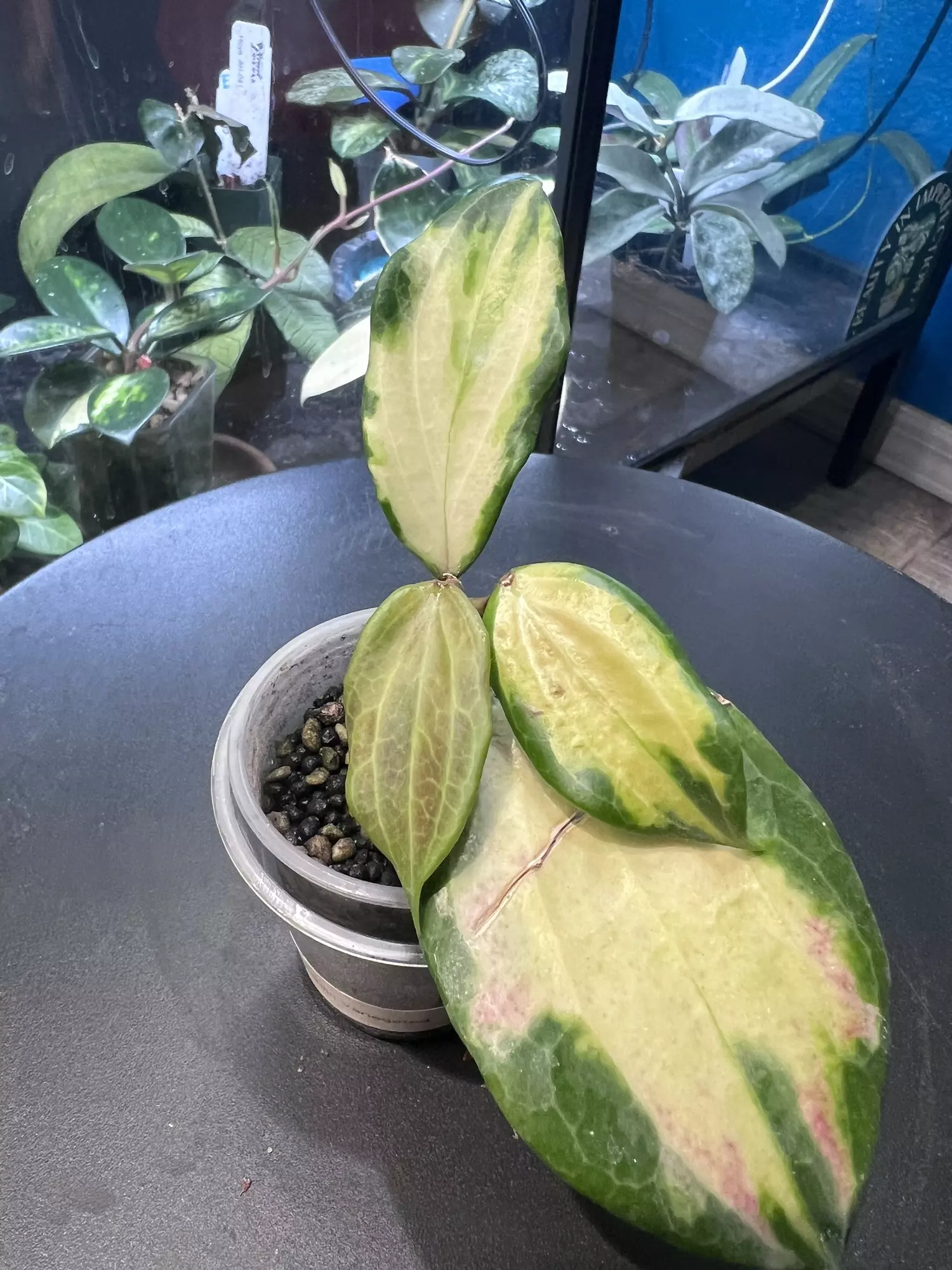 plant/Hoya Merrilli Var-0