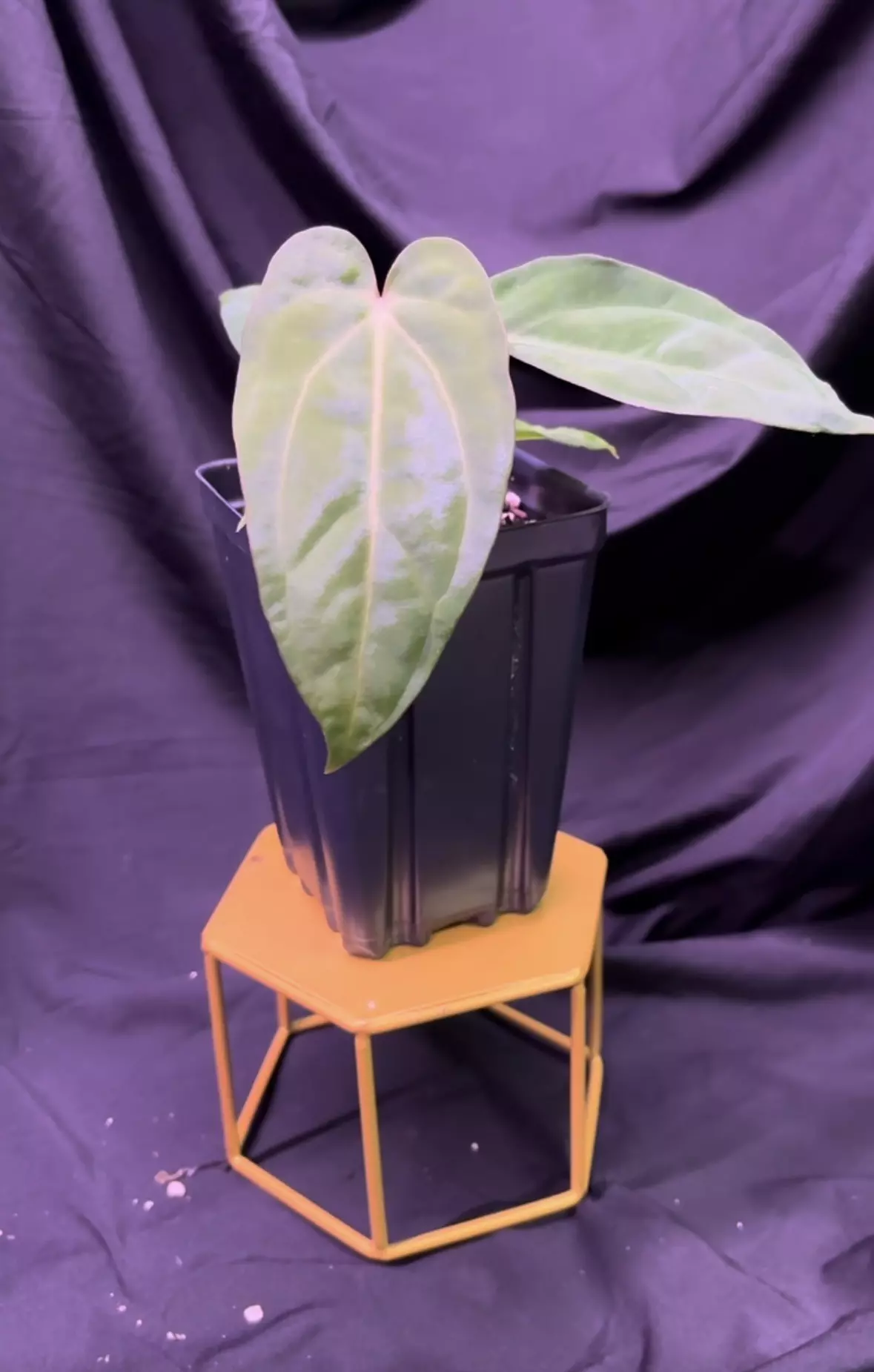 plant/NP17 [Crystal x (Carla x Bess)] X Open-1