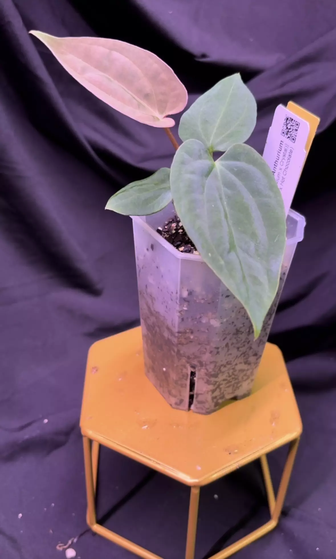 plant/NP16 [BVEP x (Avium x Crystal)] X (RA5 x Hot Chocolate)-1