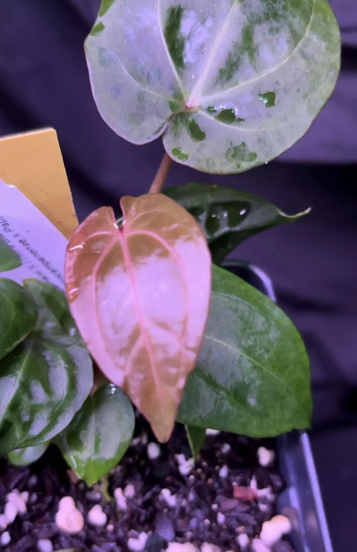 plant/NP7 Swampmanii X ‘BP’ select-0