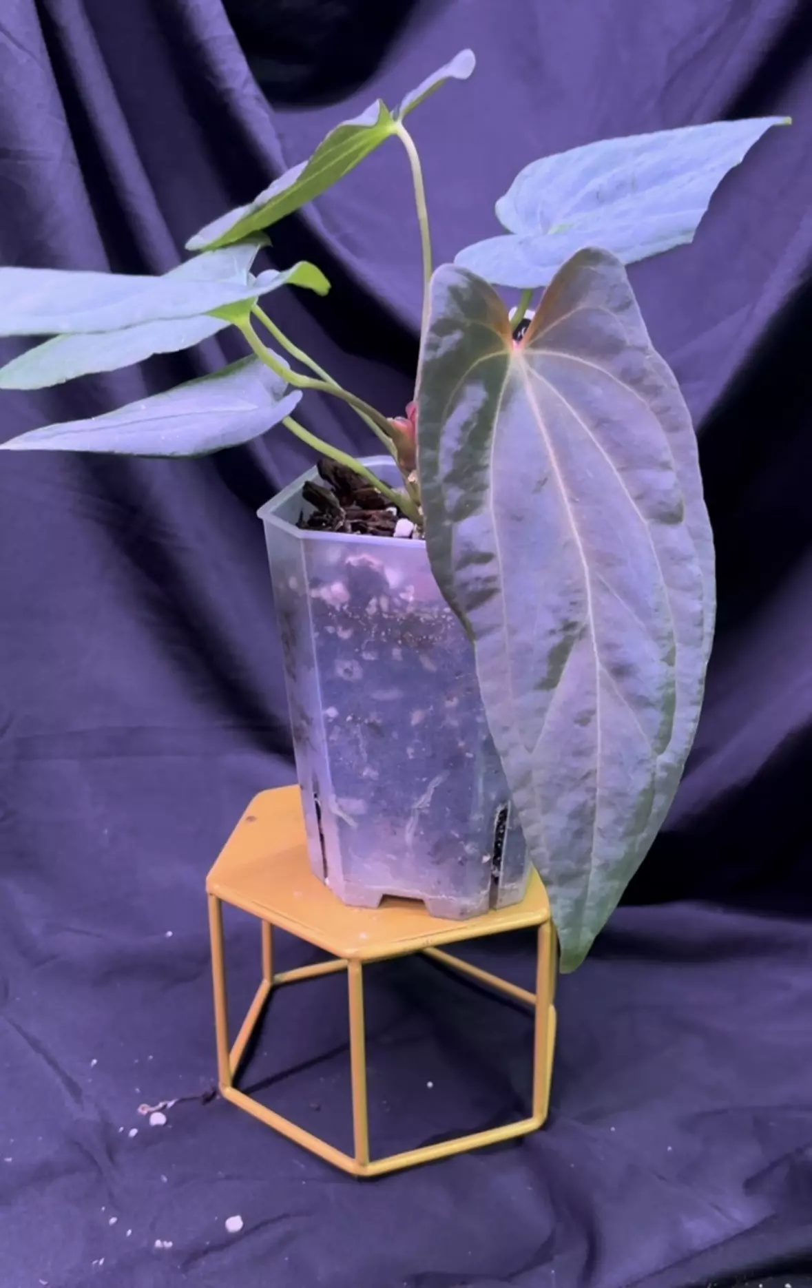 plant/NP20 (Carla x BVEP) X Midnight Velvet OG-1