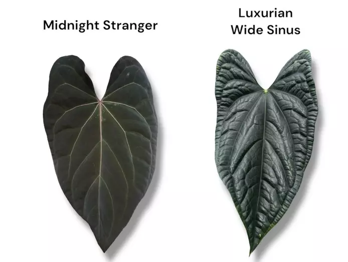 plant/NP14 Midnight Stranger X Lux Wide Sinus-4