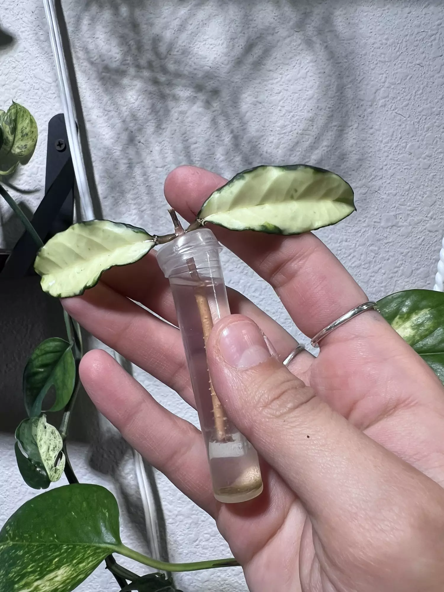 plant/Hoya Crassipetiolata Var (small leaves, fresh cut)-0