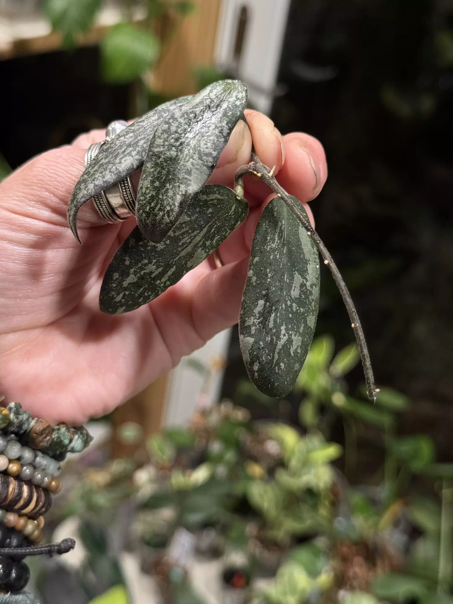 plant/446-Hoya Sigillatis Borneo Silver unrooted cutting in Fluval mix-gorgeous color-2