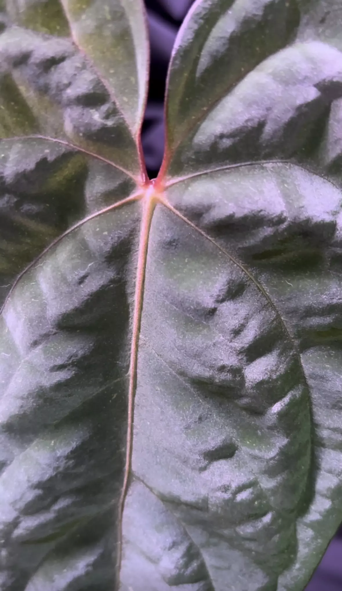 plant/NP15 Midnight Stranger X RVDP-1