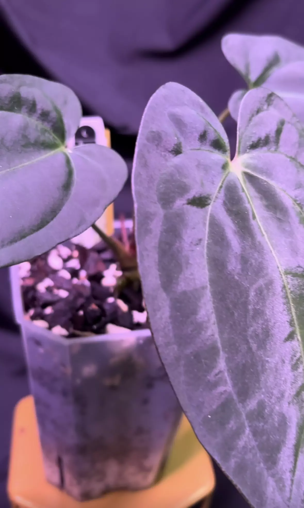 plant/NP18 (Carla x BVEP) X (AOS x RVDP)-0