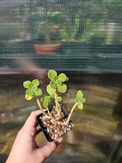 plant/Plectranthus 'Cerveza'n Lime' - Smells Amazing-3-thumbnail