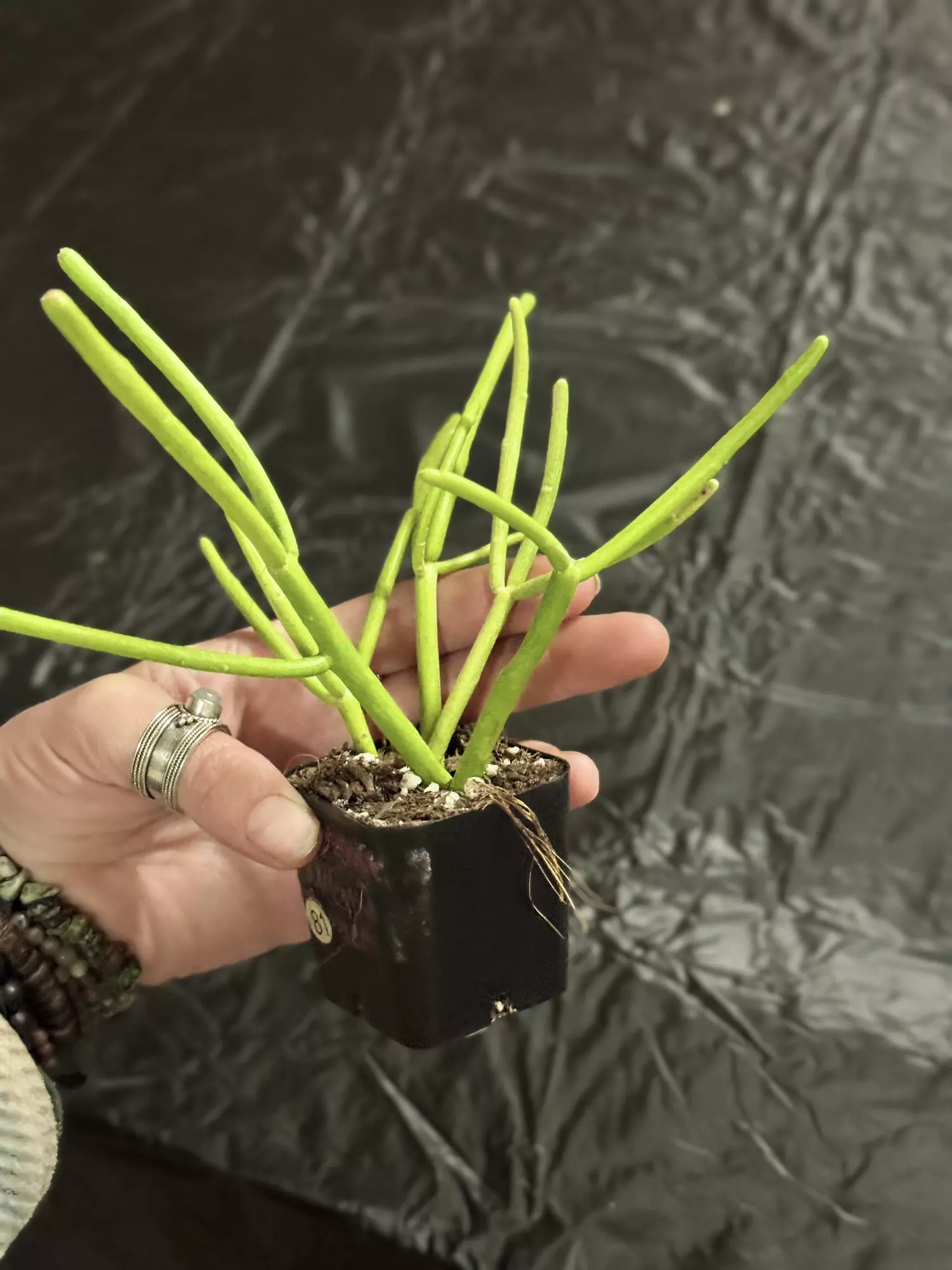 plant/81-Euphorbia Firesticks x4 unrooted cuttings in soil-2