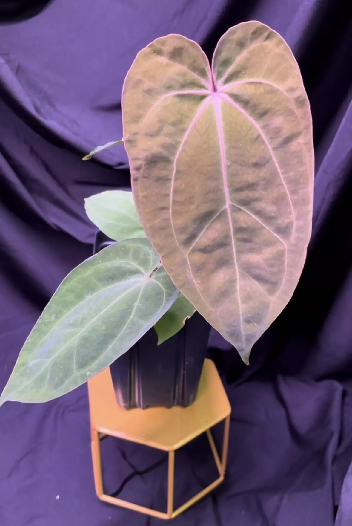 plant/NP6 [Crystal x (Carla x Bess)] X Open-0