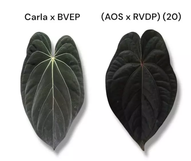 plant/NP18 (Carla x BVEP) X (AOS x RVDP)-4