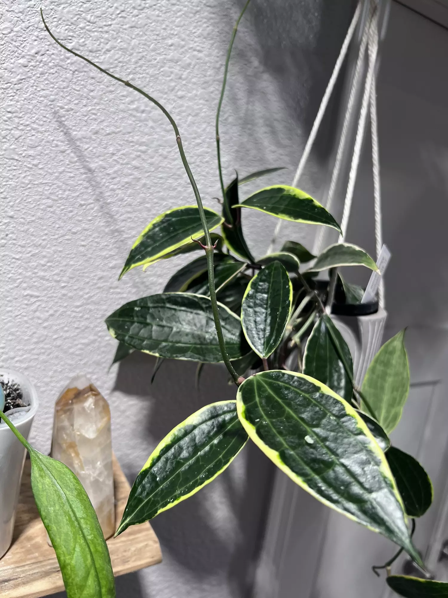 plant/Latifolia Albo Marginata-1