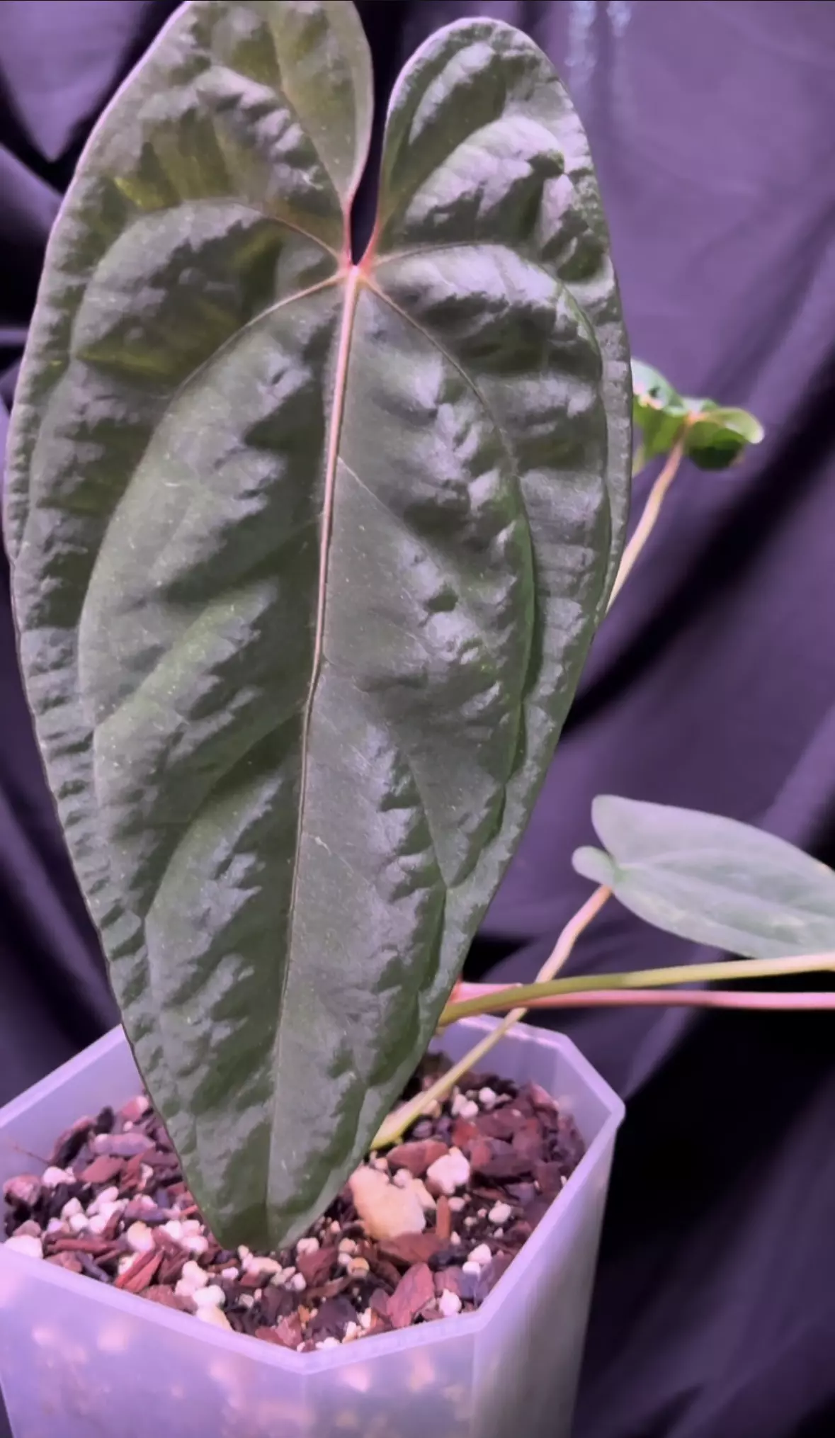 plant/NP15 Midnight Stranger X RVDP-0