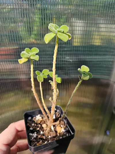 plant/Plectranthus 'Cerveza'n Lime' - Smells Amazing-1-thumbnail