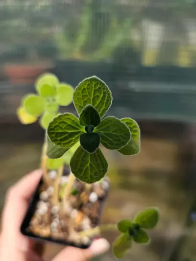 plant/Plectranthus 'Cerveza'n Lime' - Smells Amazing-2-thumbnail