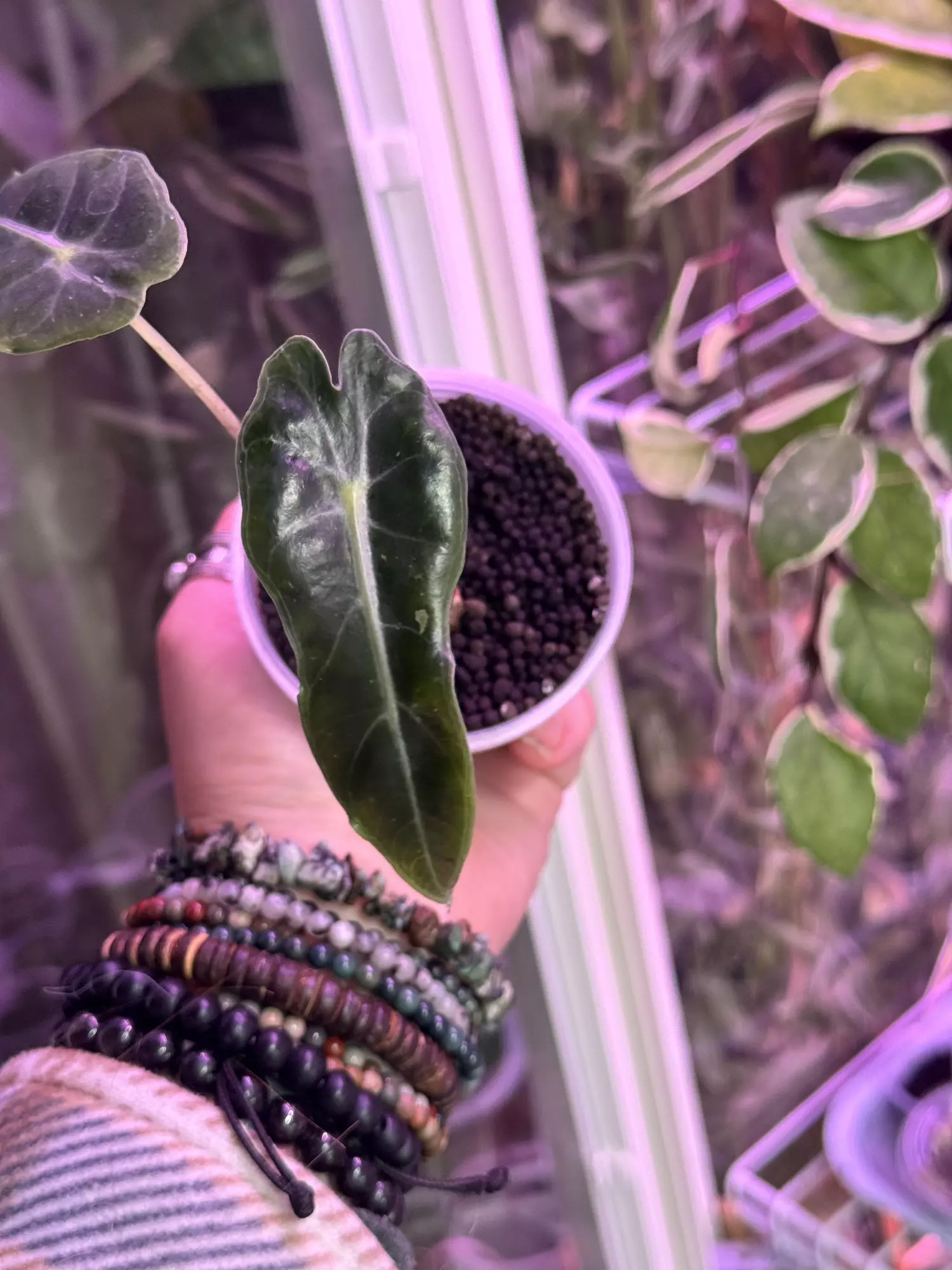 plant/Alocasia Amazonica sport starter rooted in Fluval-1