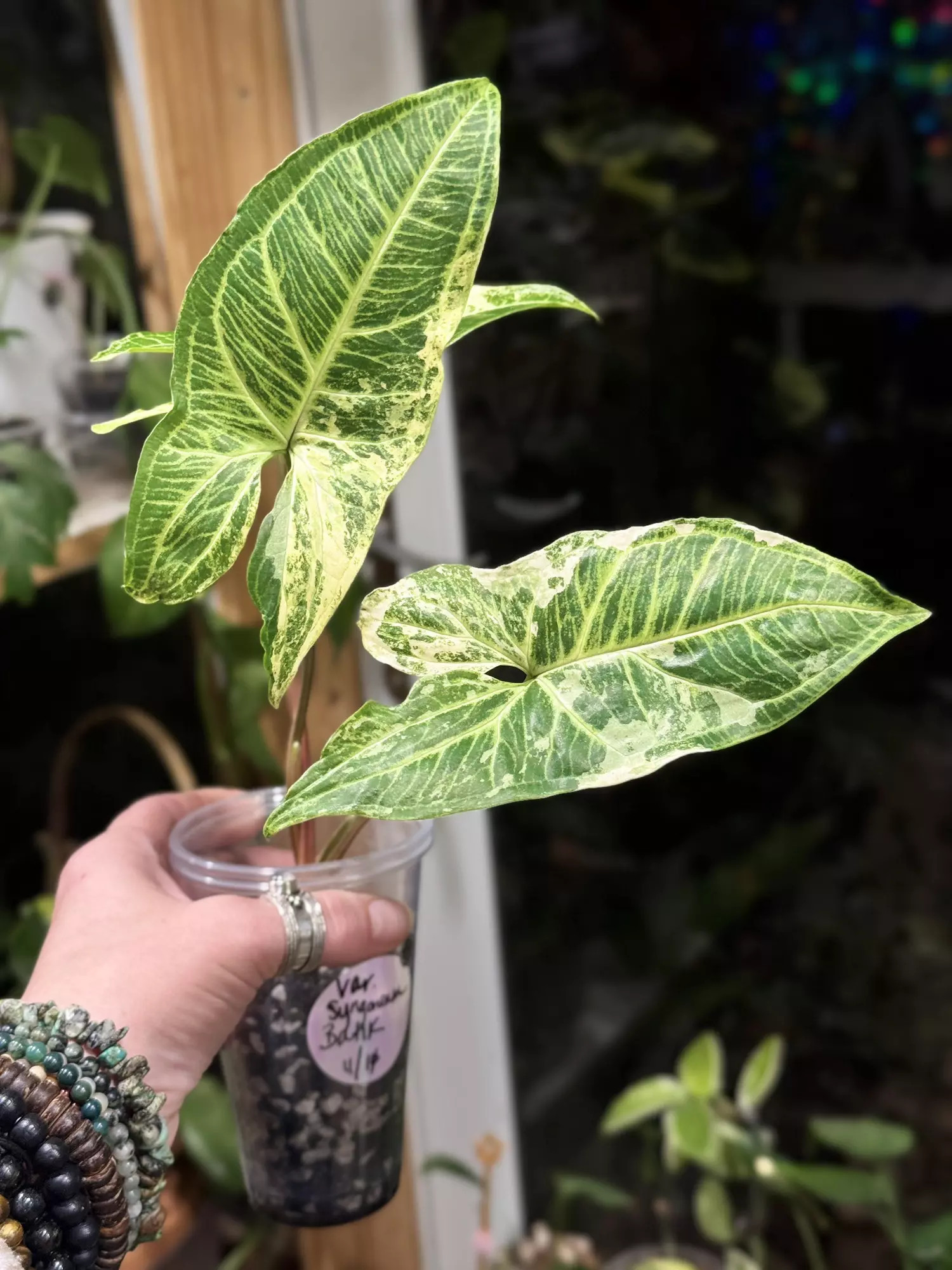 plant/451-Variegated Syngonium Batik unrooted cutting gorgeous color😍-0