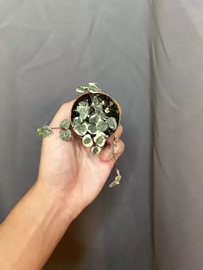 plant/Variegated String of Hearts 2” Growers Choice-0-thumbnail