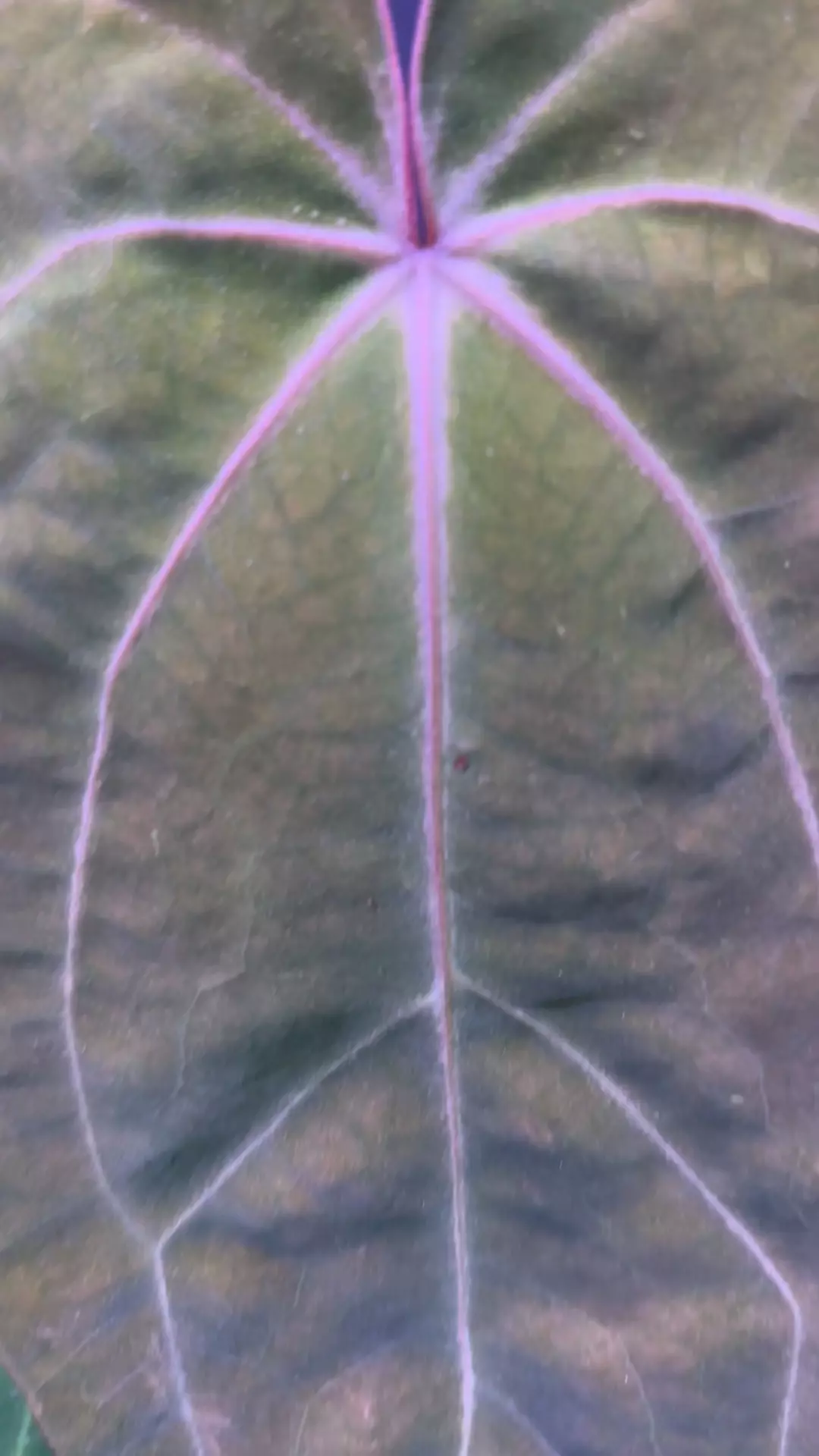 plant/NP6 [Crystal x (Carla x Bess)] X Open-4