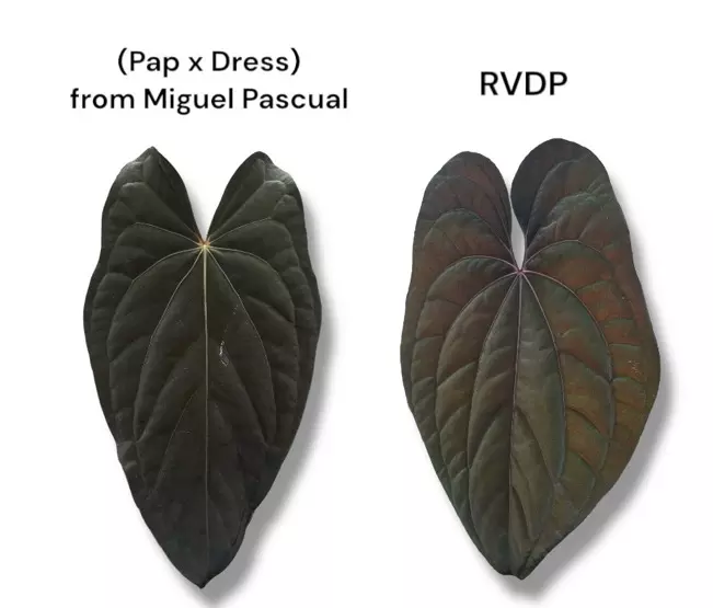 plant/NP13 (Pap x Dress) Miguel Pascual X RVDP-4