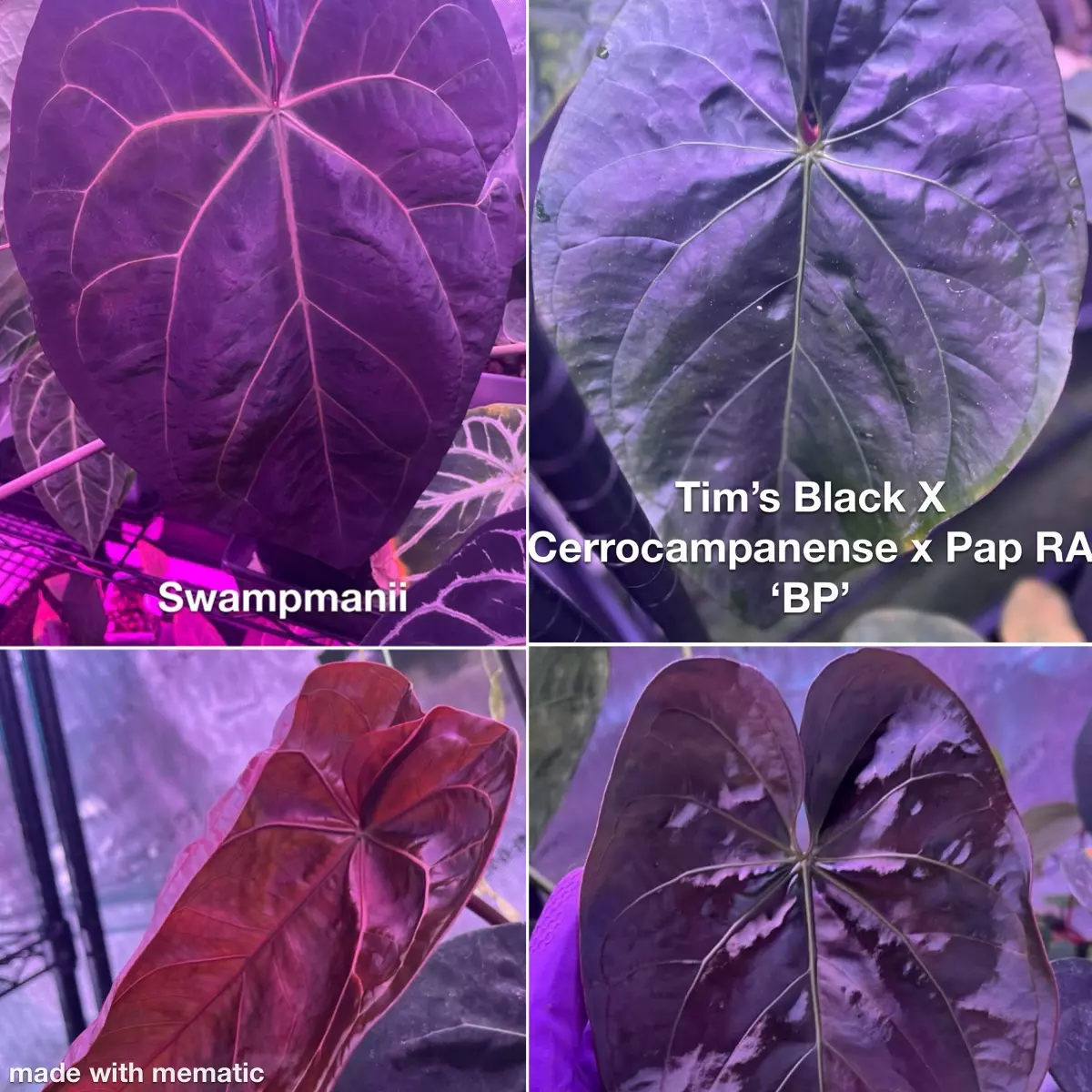 plant/NP7 Swampmanii X ‘BP’ select-1