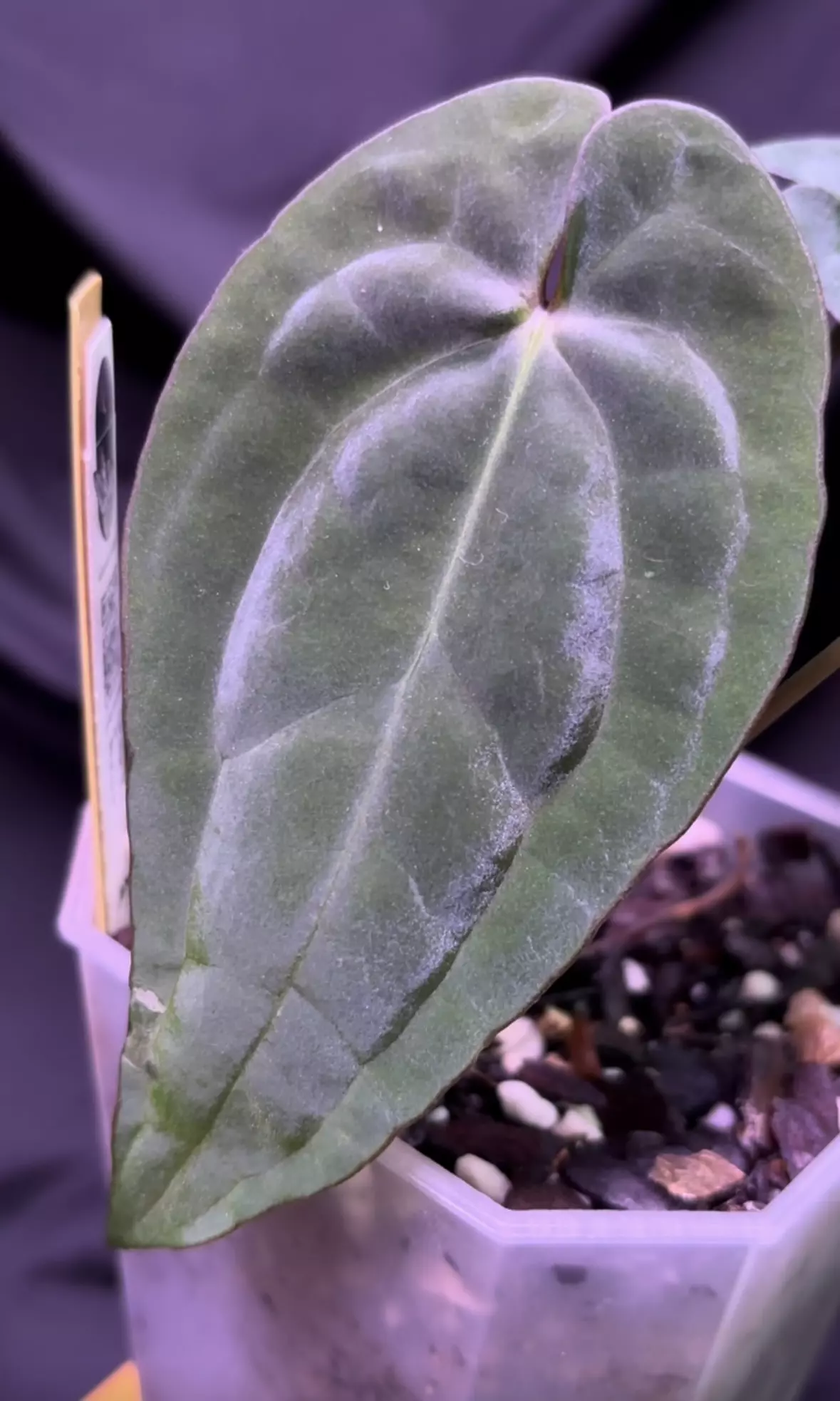 plant/NP13 (Pap x Dress) Miguel Pascual X RVDP-0