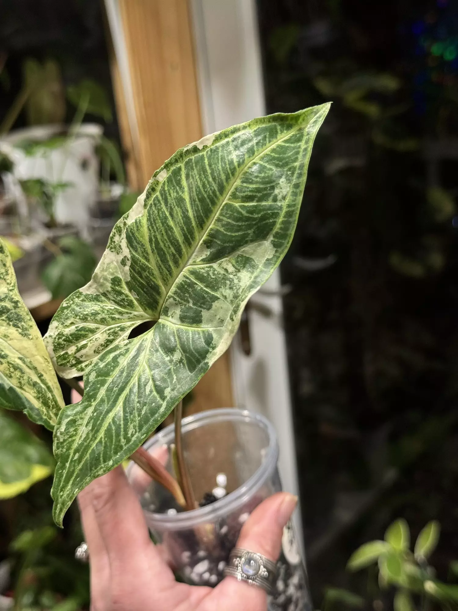 plant/451-Variegated Syngonium Batik unrooted cutting gorgeous color😍-1