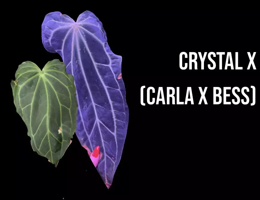 plant/NP17 [Crystal x (Carla x Bess)] X Open-4