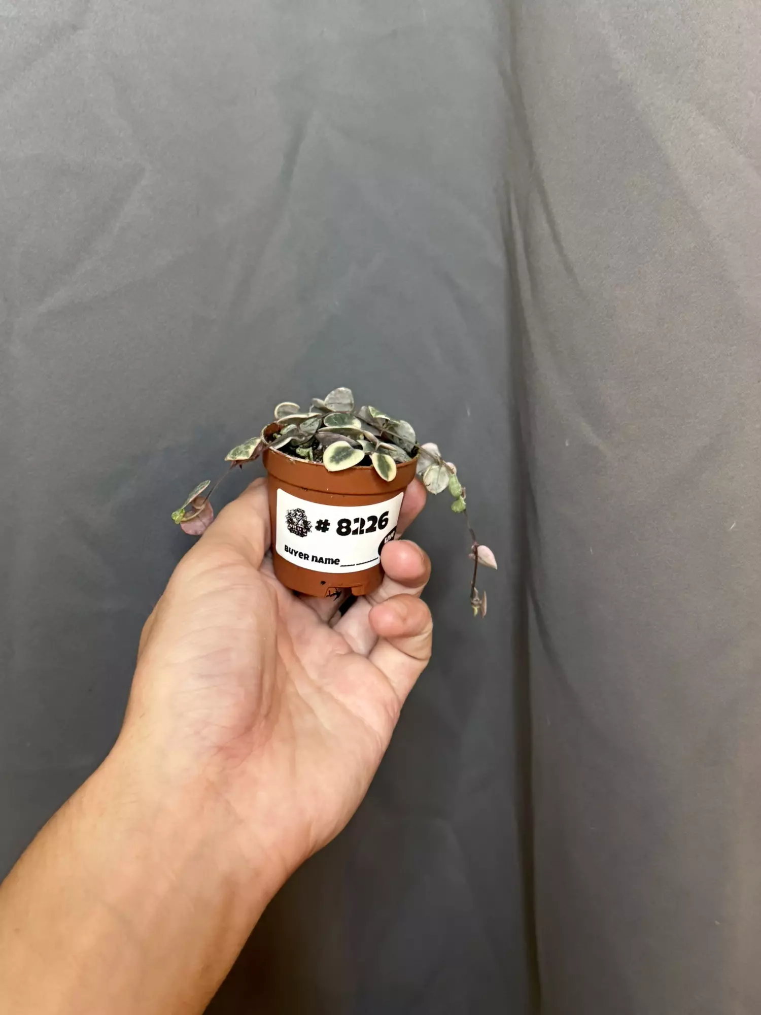 plant/Variegated String of Hearts 2” Growers Choice-1