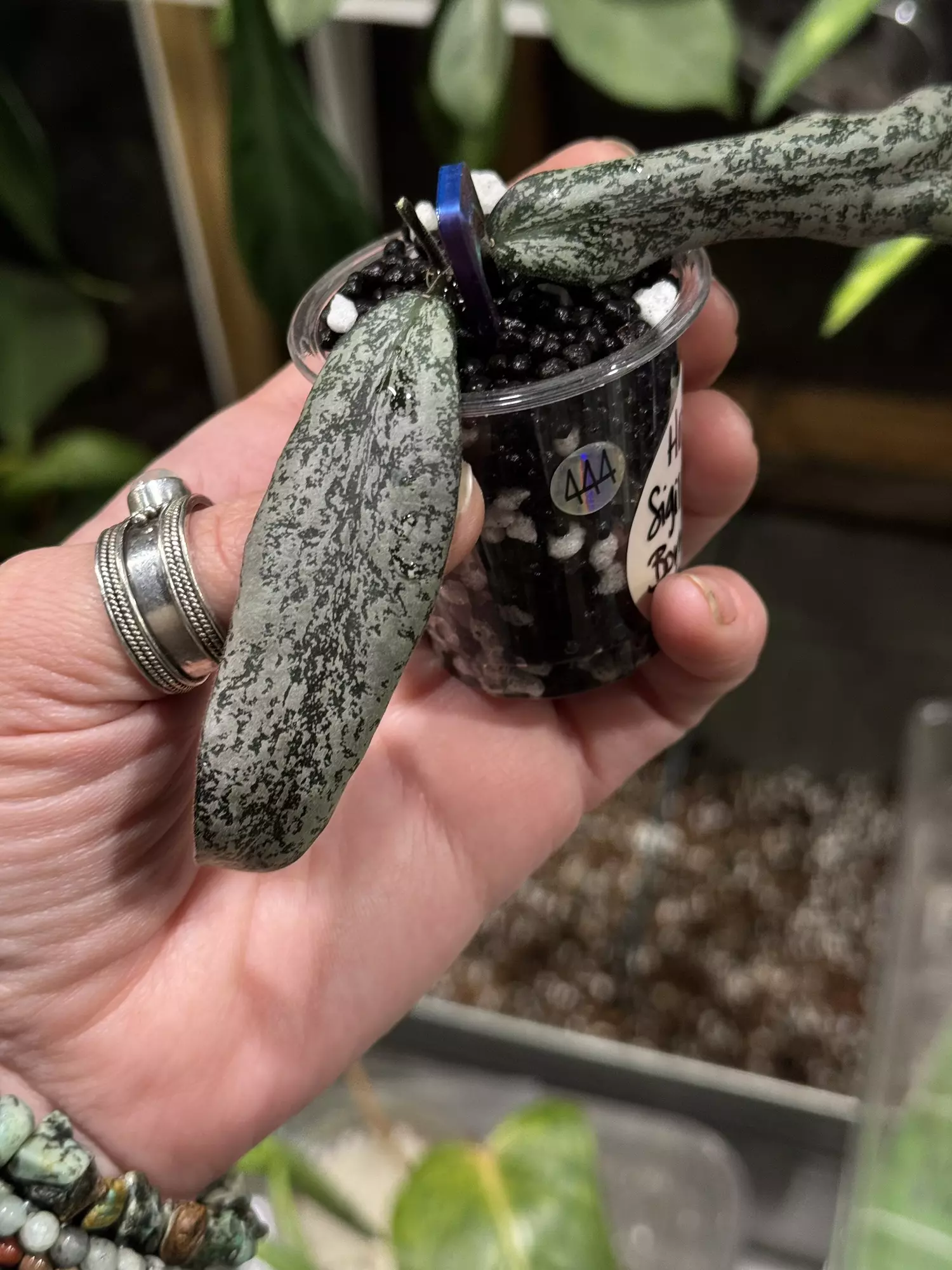 plant/444-Hoya Sigillatis Borneo silver unrooted cutting in Fluval mix-stunning color-2