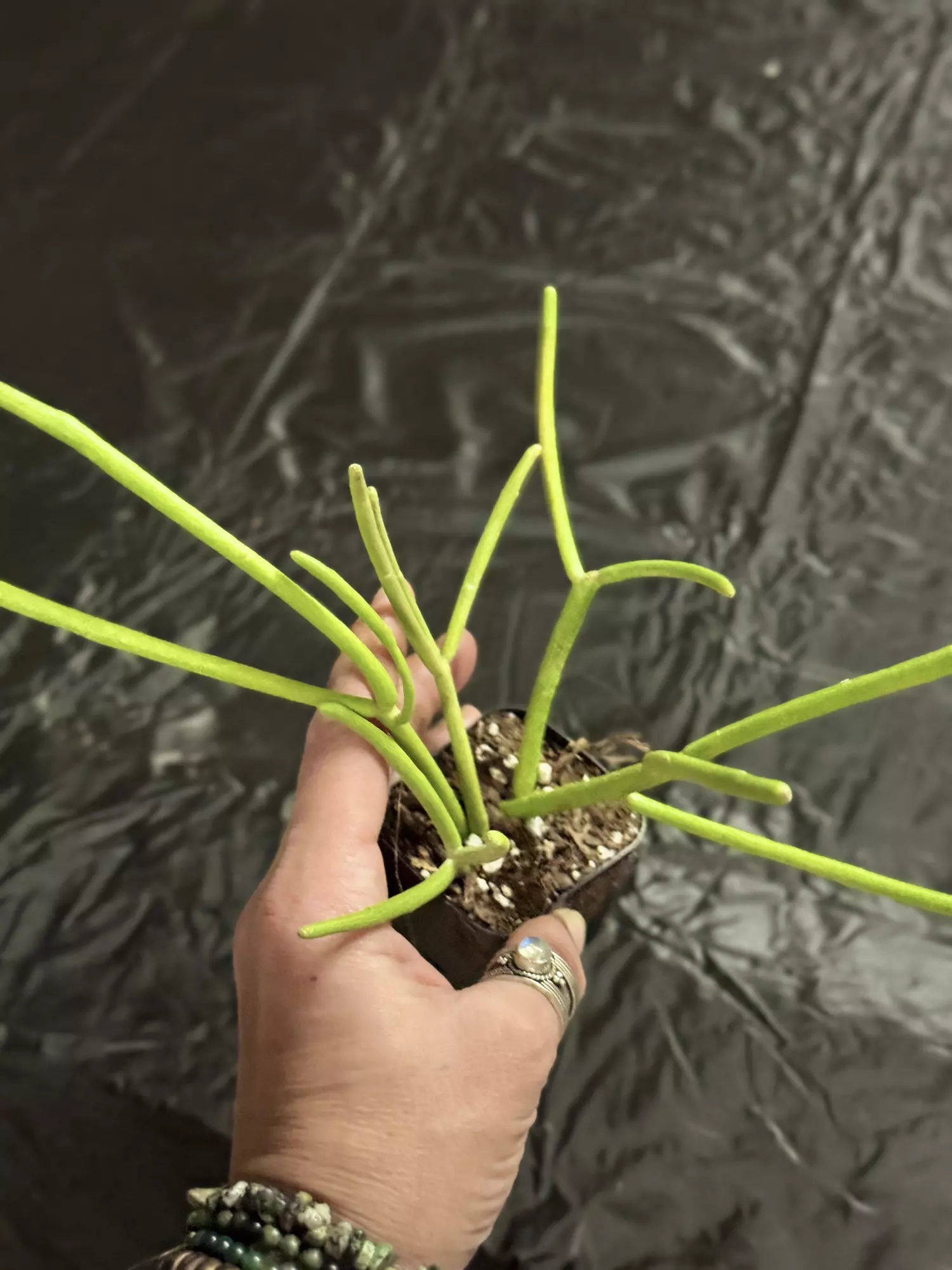 plant/81-Euphorbia Firesticks x4 unrooted cuttings in soil-1