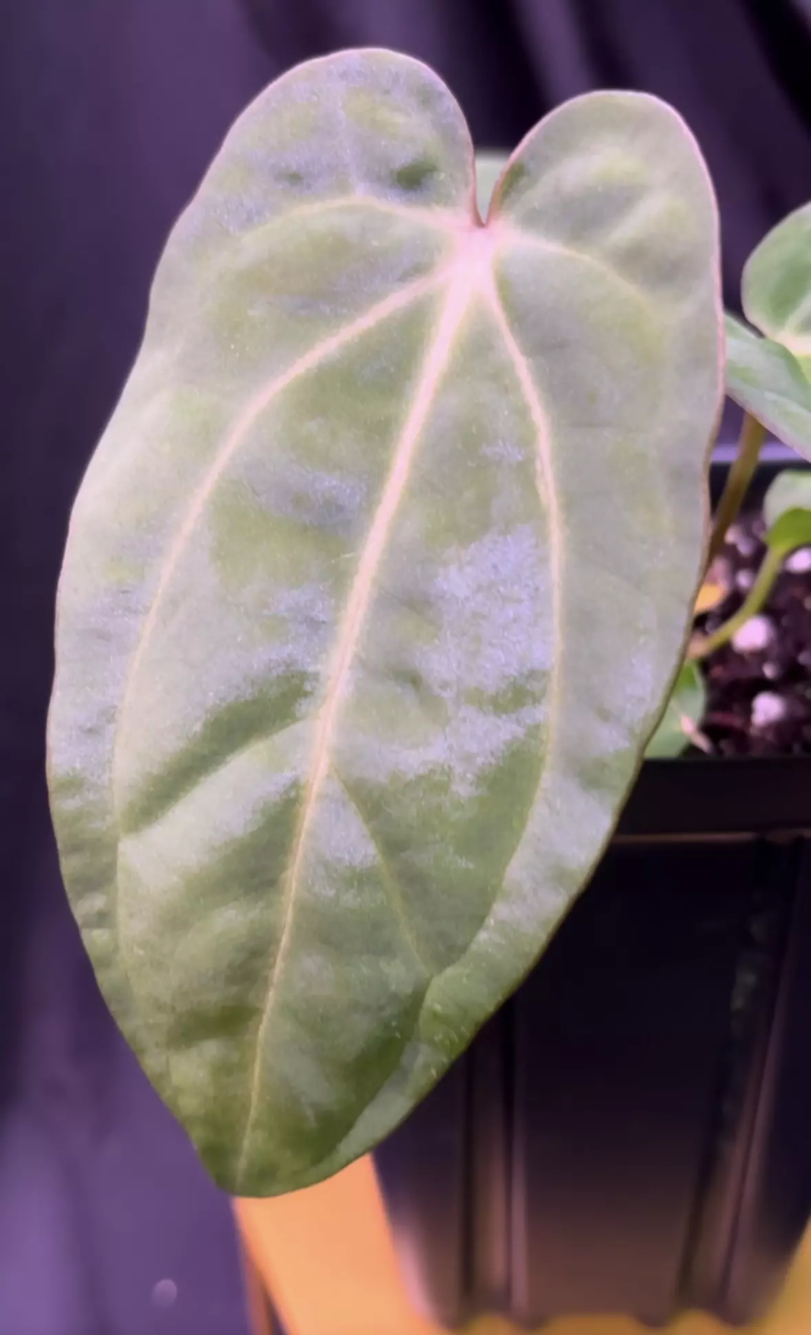 plant/NP17 [Crystal x (Carla x Bess)] X Open-0