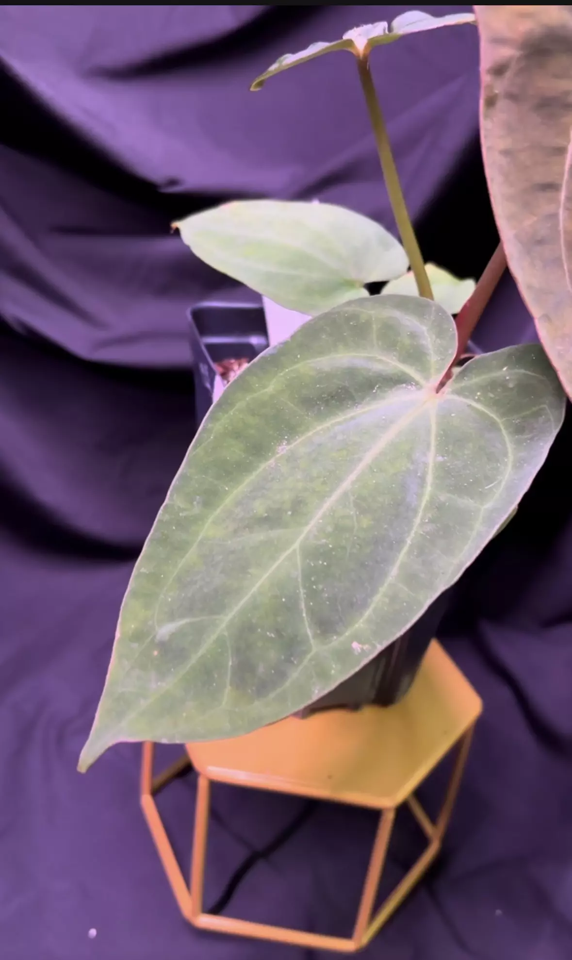 plant/NP6 [Crystal x (Carla x Bess)] X Open-1