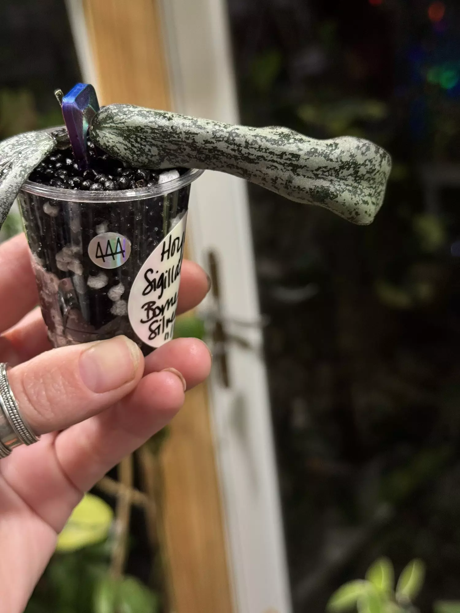 plant/444-Hoya Sigillatis Borneo silver unrooted cutting in Fluval mix-stunning color-1