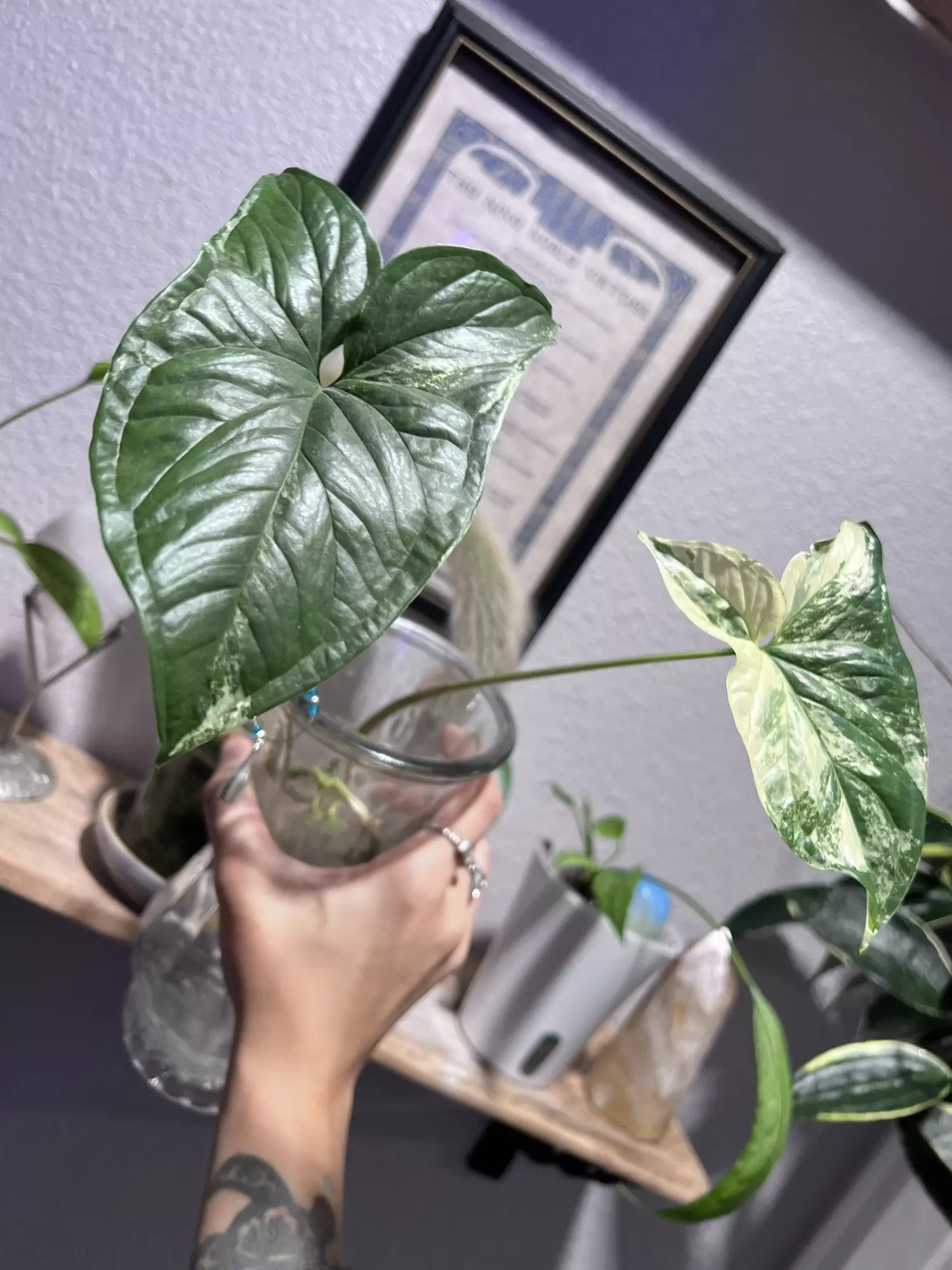 plant/Syngonium Albo (Rooted in H2O- Shipped in Moss)-0