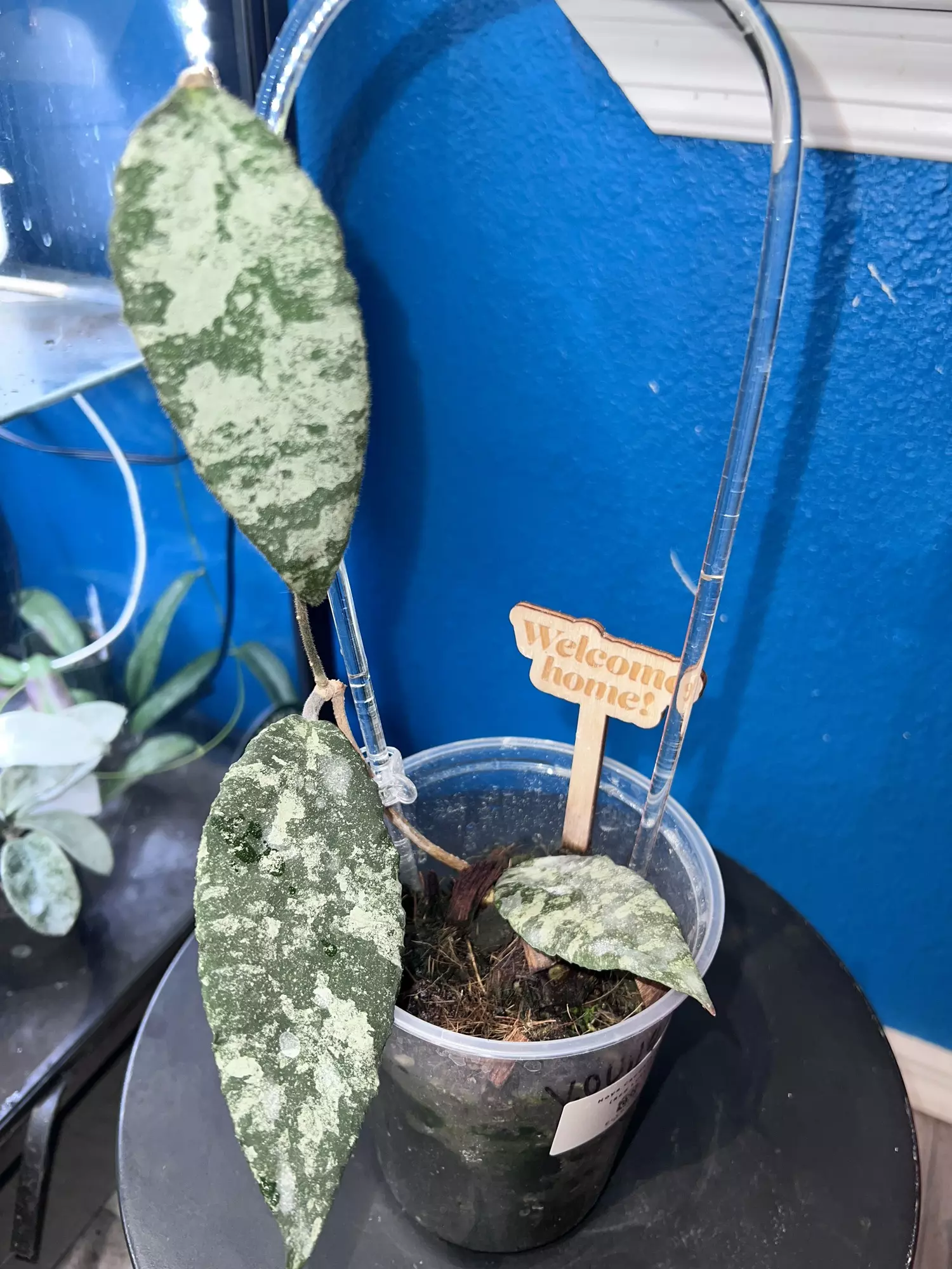 plant/Hoya Caudata Gold-0