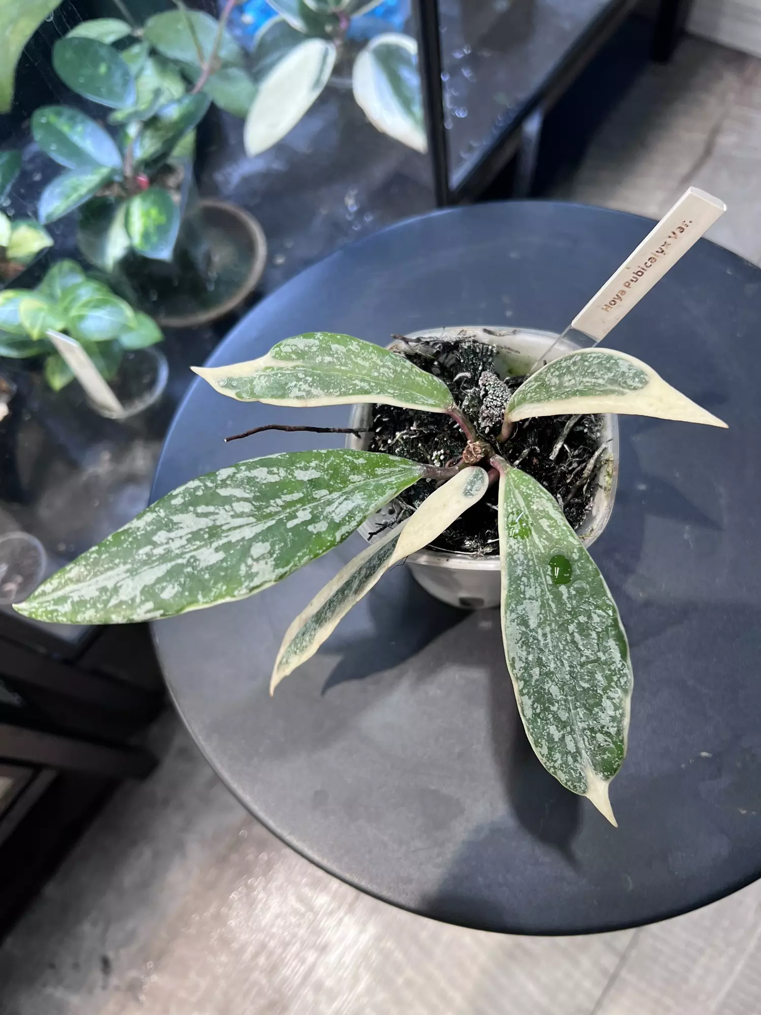 plant/Hoya Pubicalyx Albo Splash -0