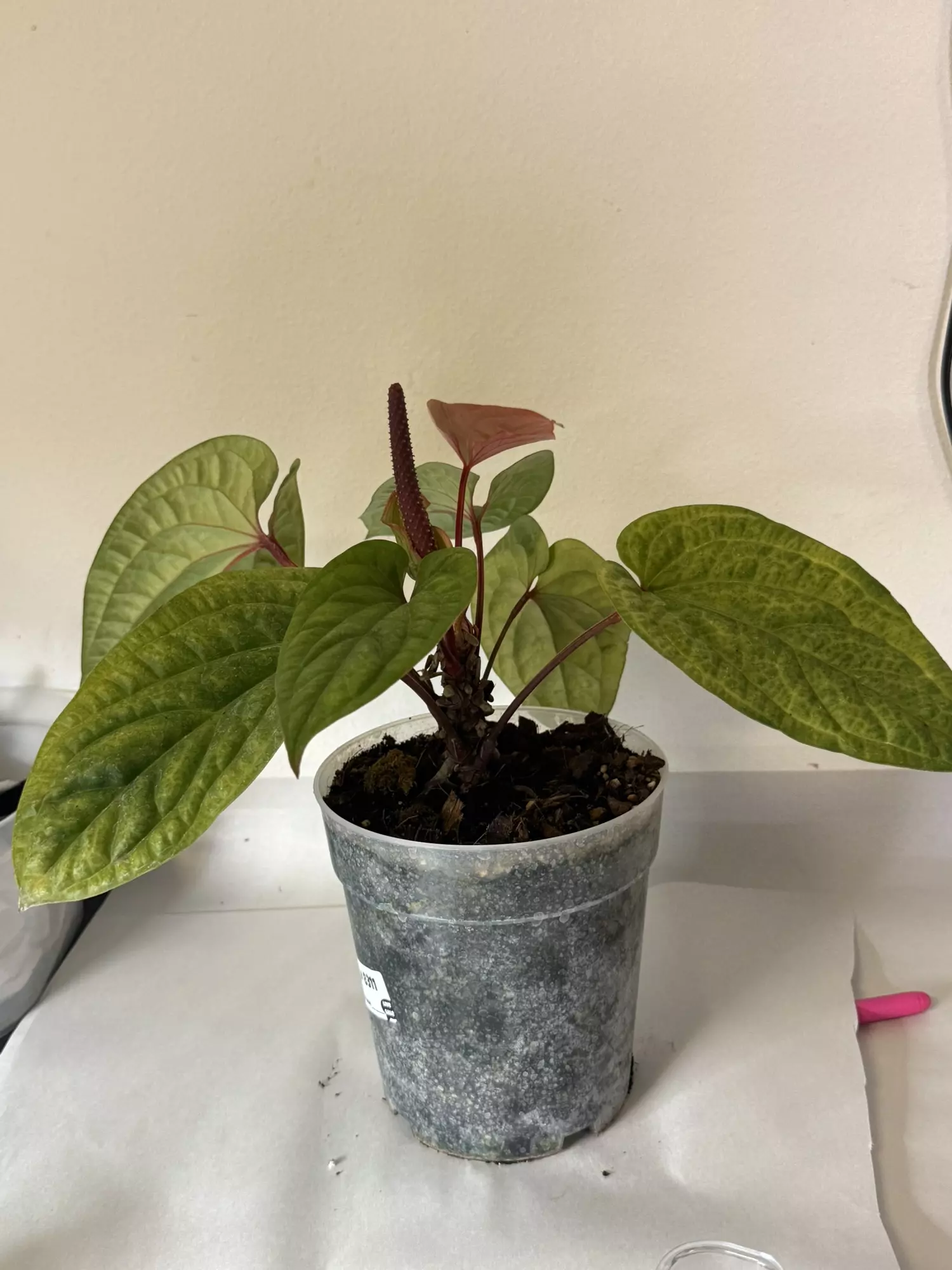 plant/8311 Anthurium Rad x Lucy 8” pot (large)-0