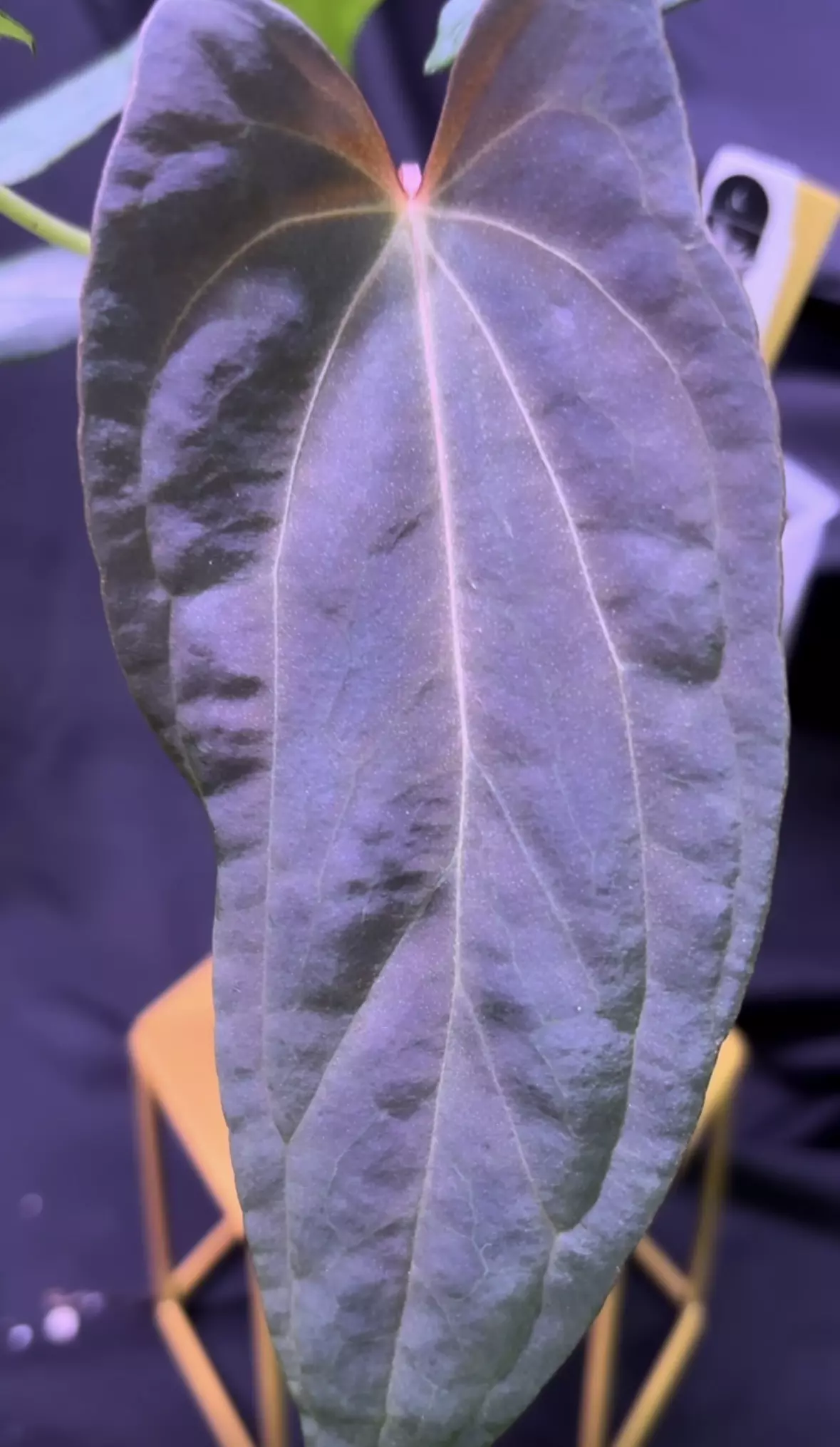 plant/NP20 (Carla x BVEP) X Midnight Velvet OG-0