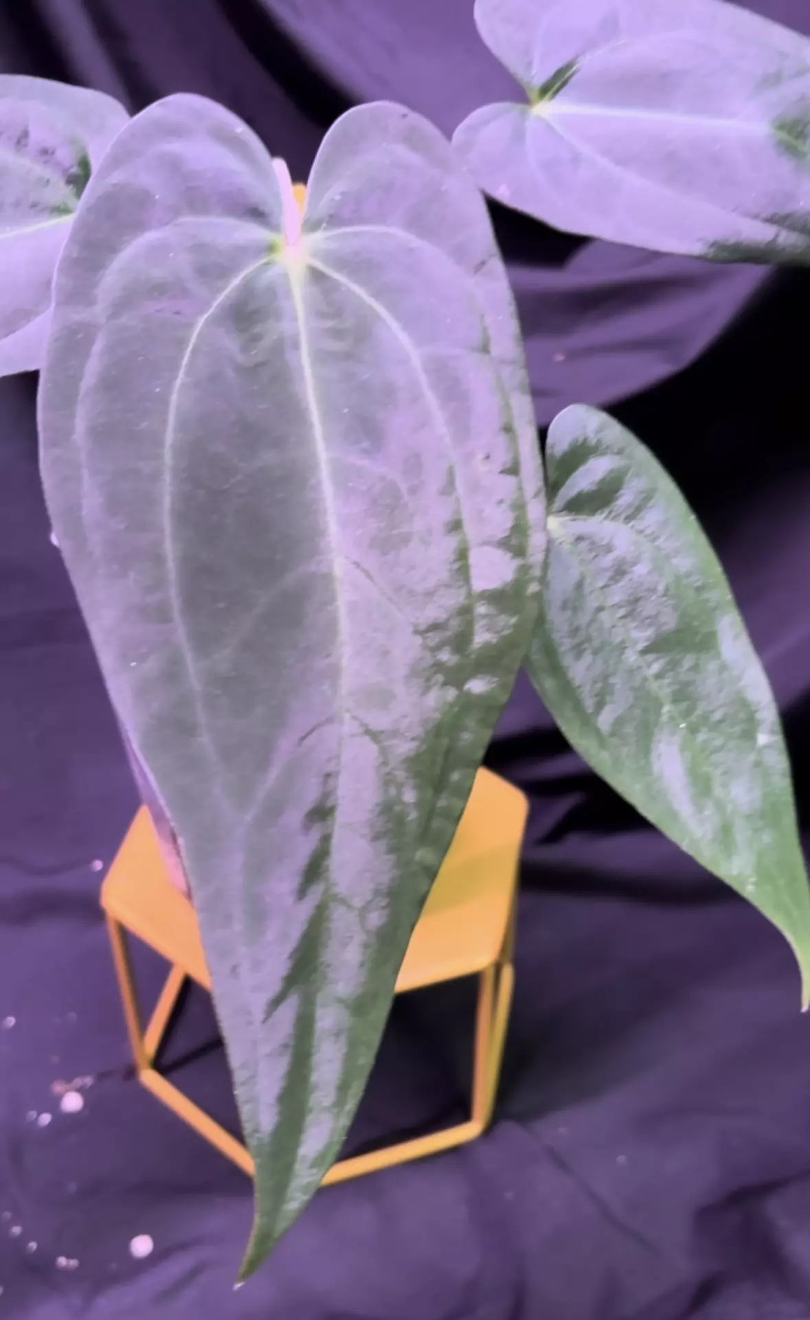 plant/NP18 (Carla x BVEP) X (AOS x RVDP)-1