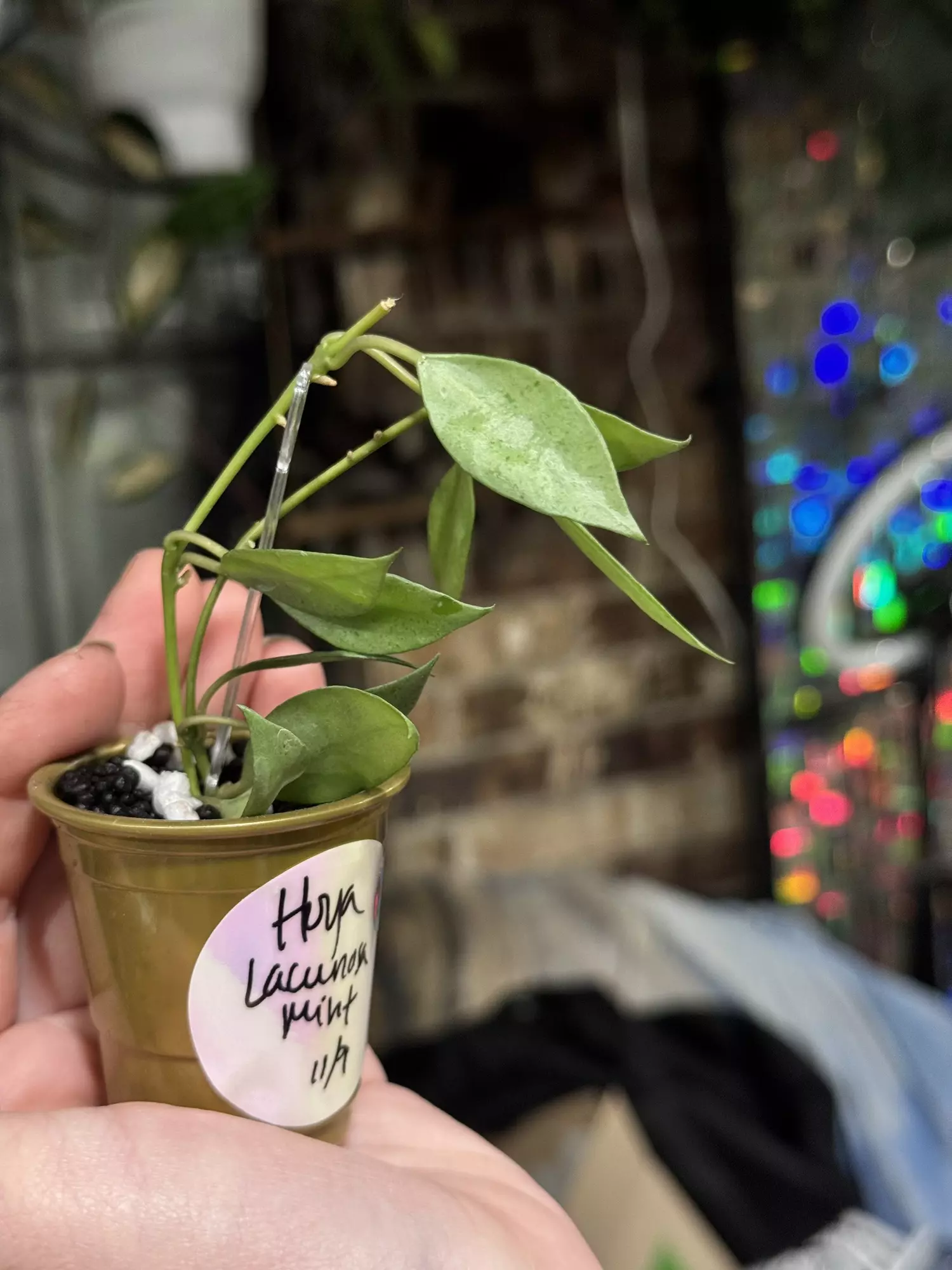 plant/459-Hoya Lacunosa Mint x2 unrooted cuttings in Fluval mix-0