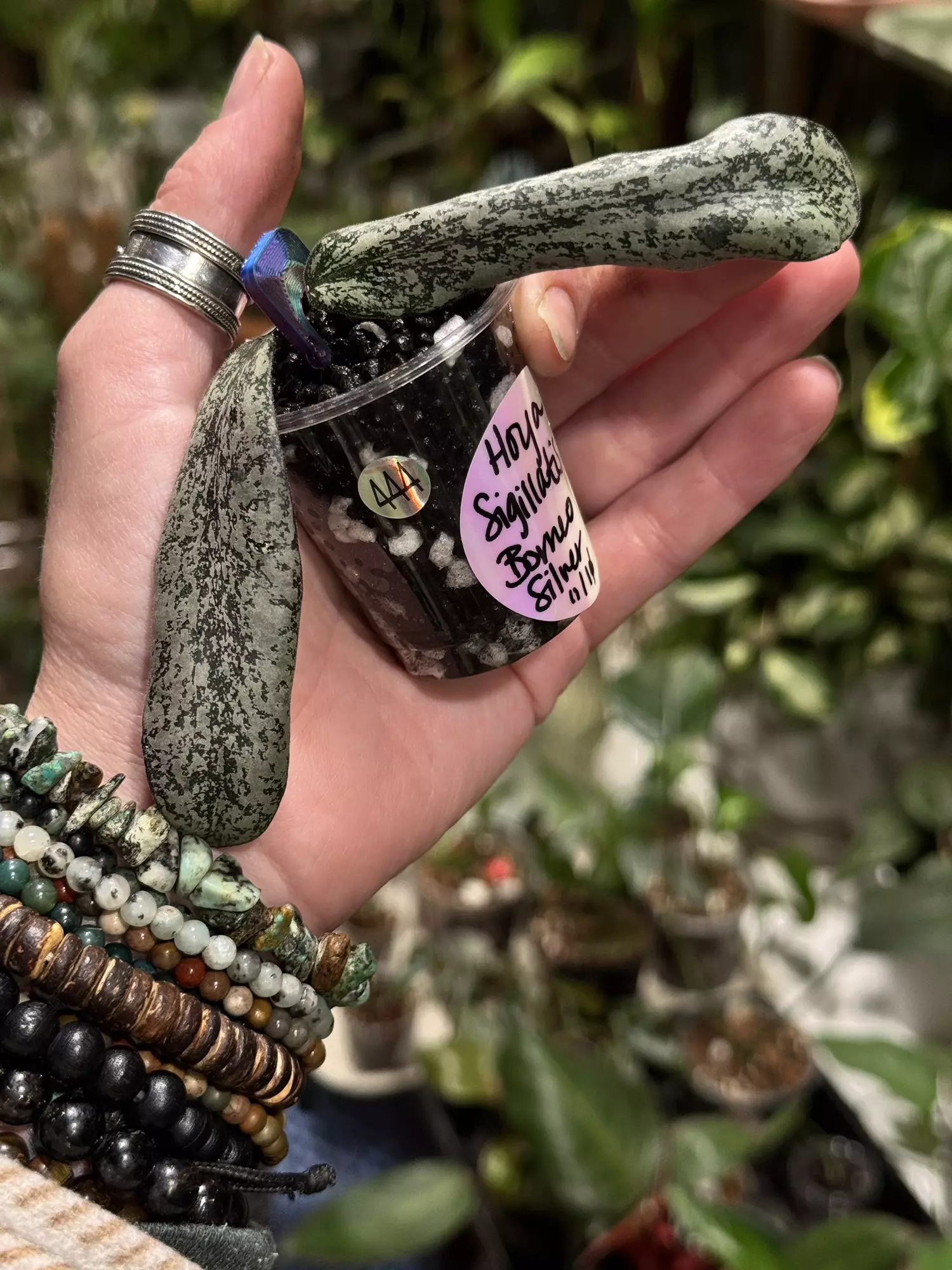 plant/444-Hoya Sigillatis Borneo silver unrooted cutting in Fluval mix-stunning color-0