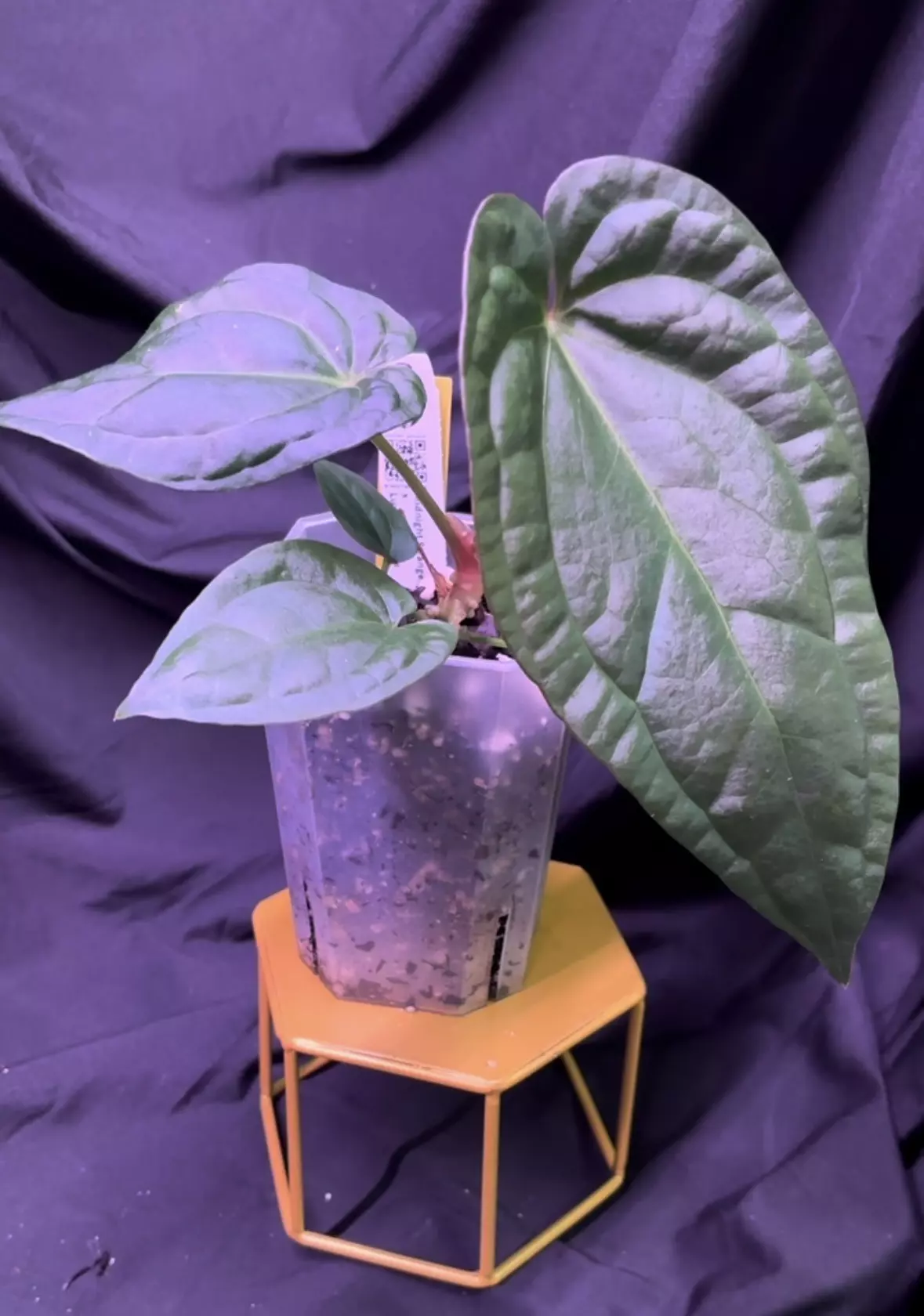 plant/NP14 Midnight Stranger X Lux Wide Sinus-0